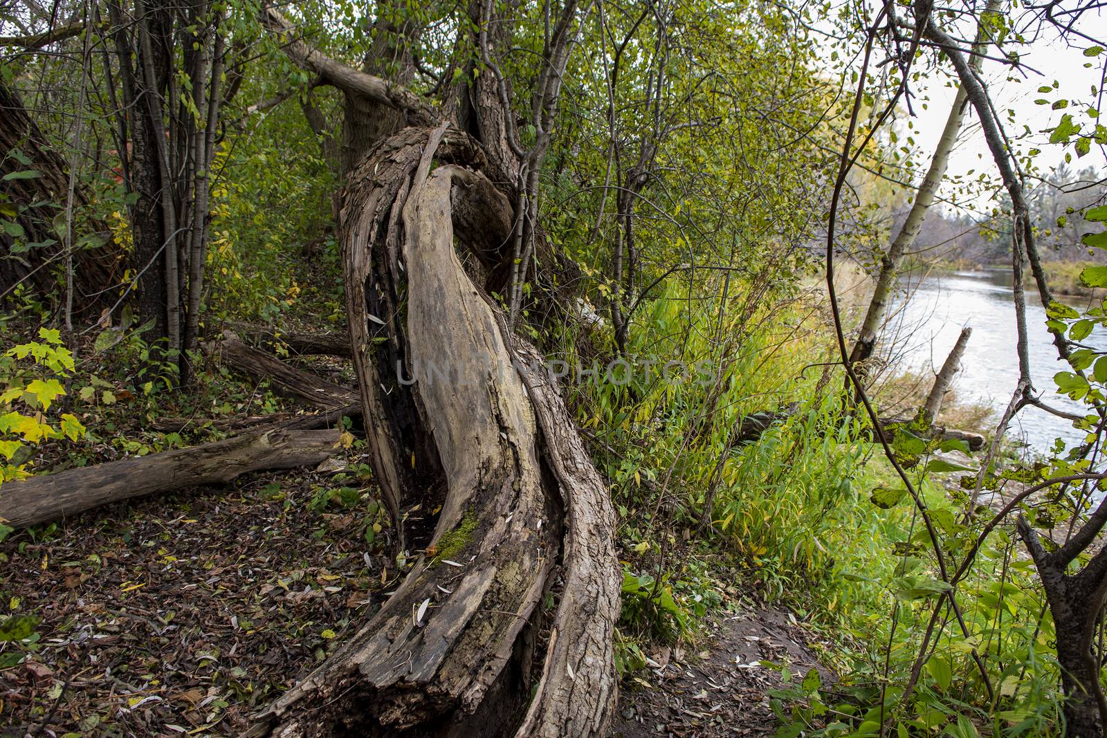 Rotting tree in the forest near the river by ben44