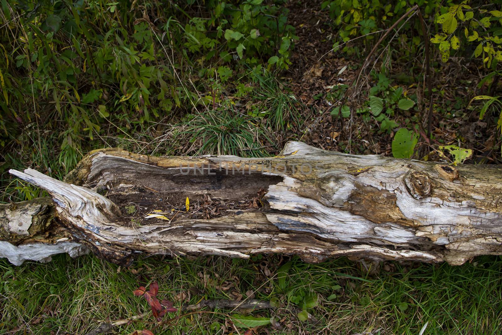 A fragment of a rotting tree lies on the grass by ben44