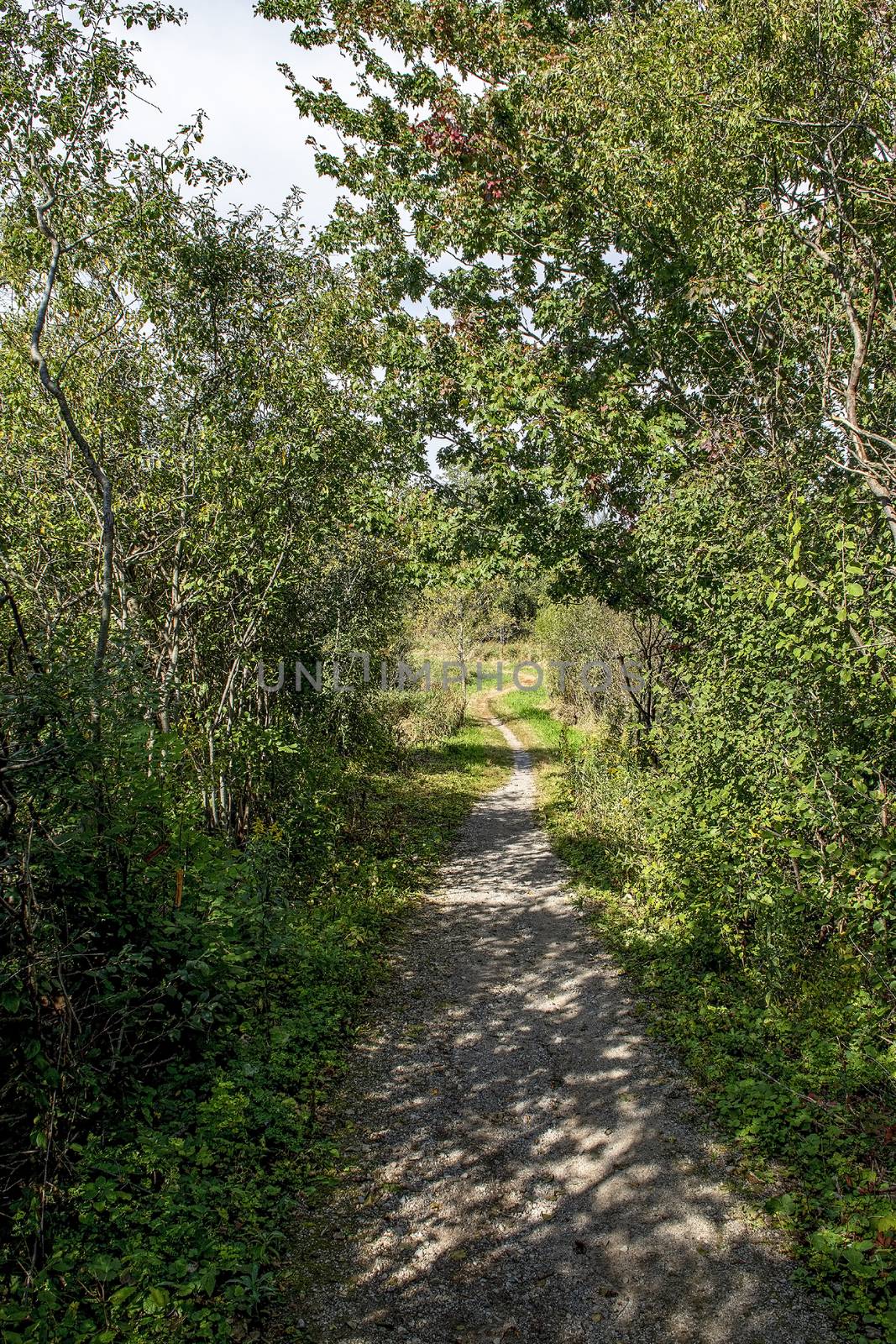 A winding trail leads from the forest through the field to residential areas