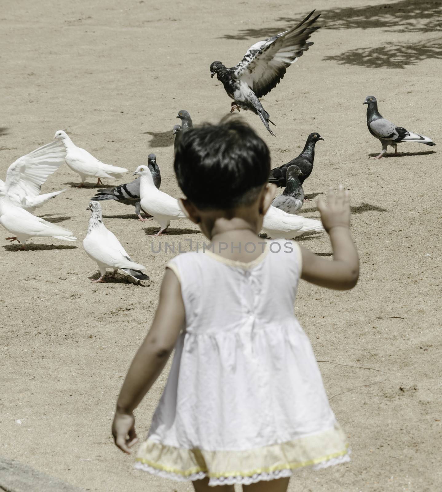 small kid playing with pigeons by nilanka