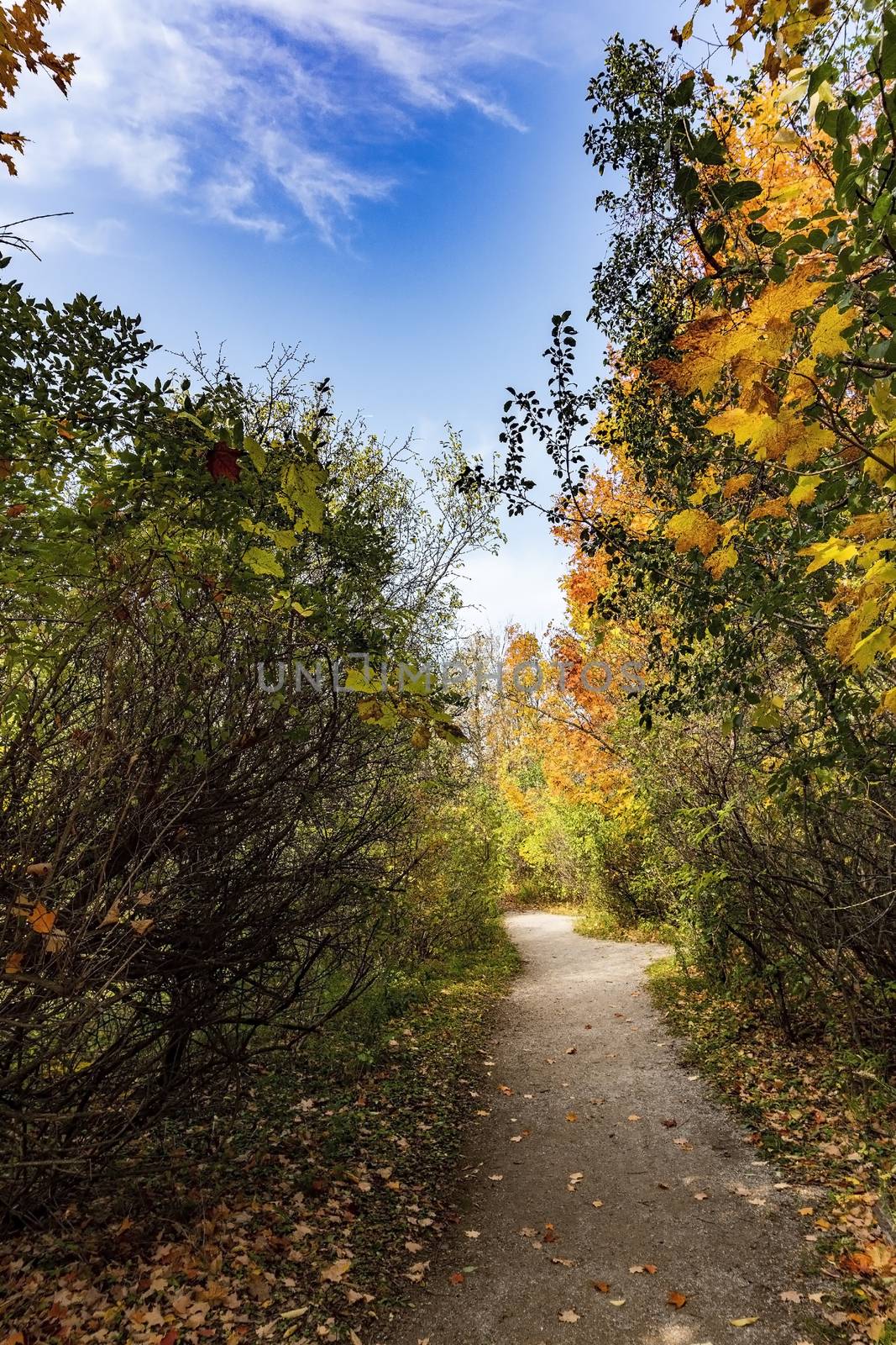 Autumn path in the park area by ben44