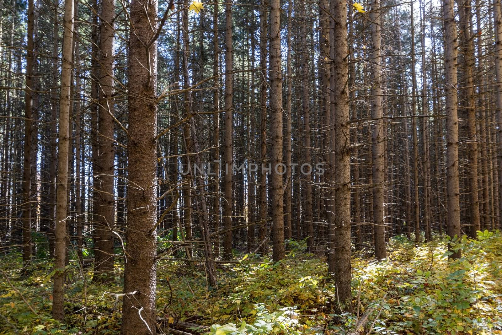 Trunks of fir trees in a coniferous forest lit by the sun against a blue sky on a warm sunny day
