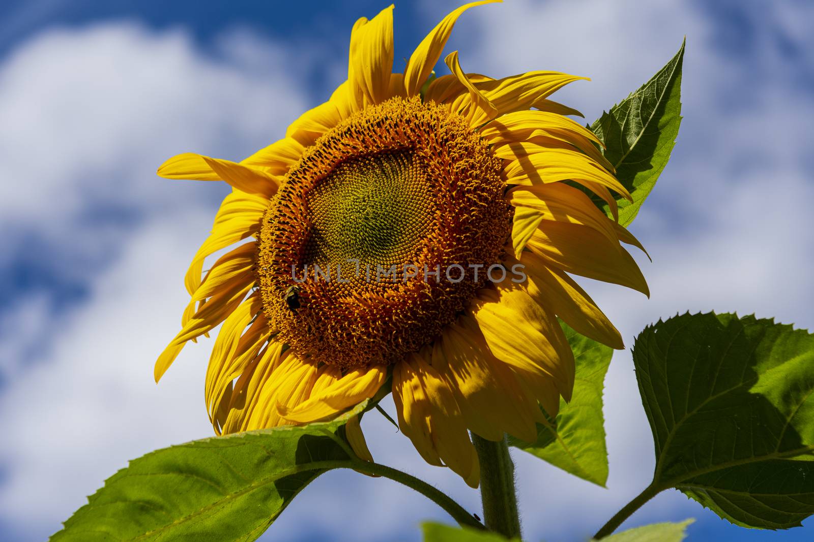 Bright yellow sunflower with green leaves against a blue sky by ben44