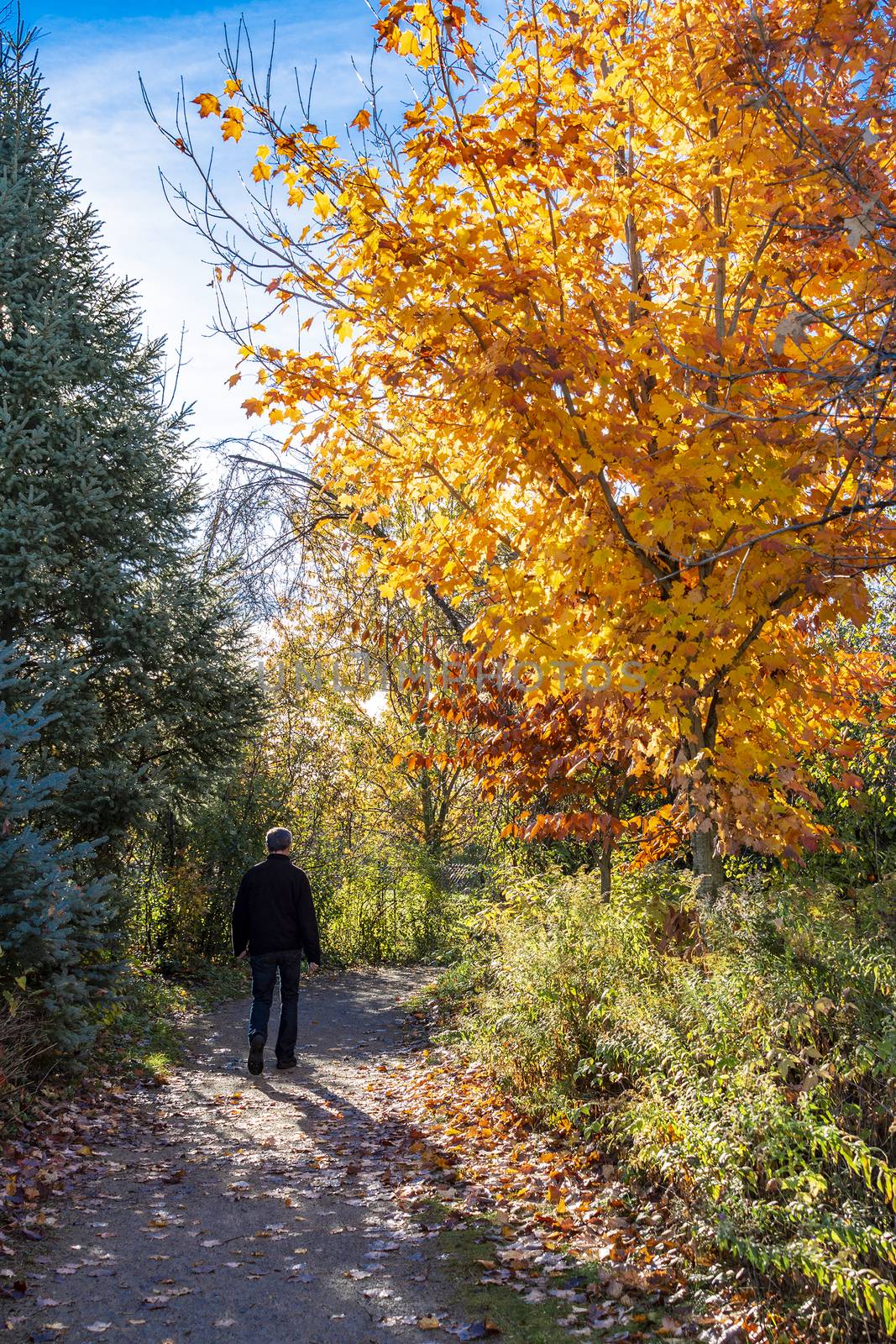 Golden autumn man makes a morning promenade on a sunny October day