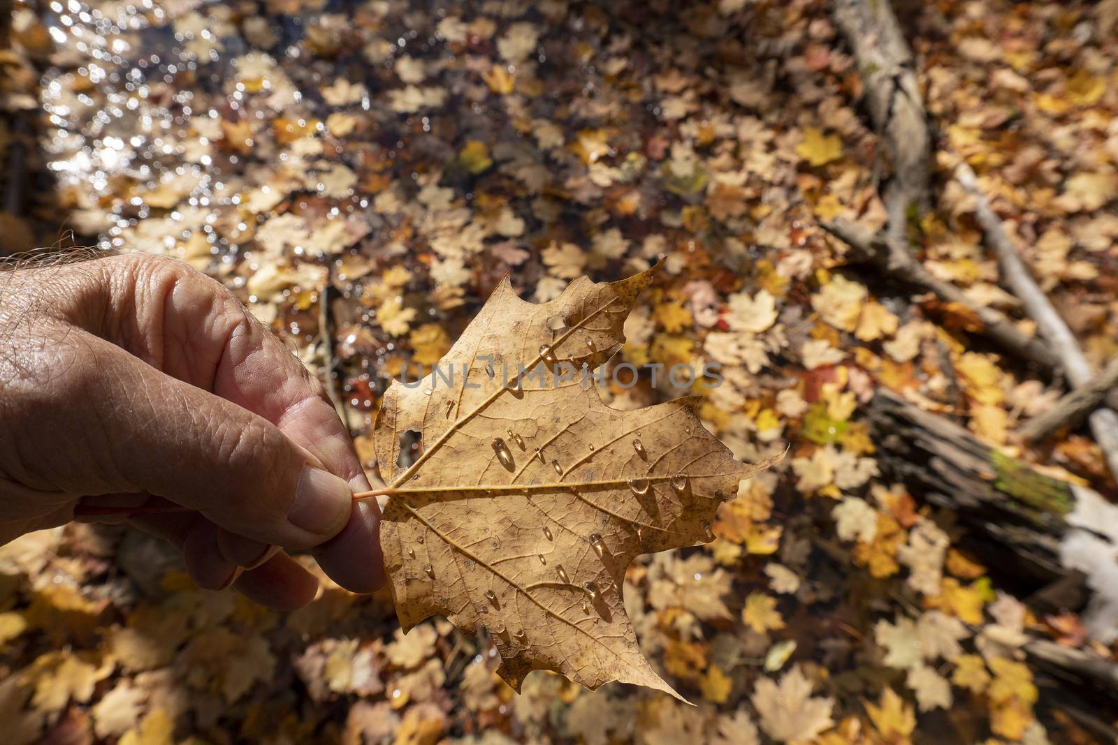 Autumn dried maple leaf with small raindrops against background with fallen leaves