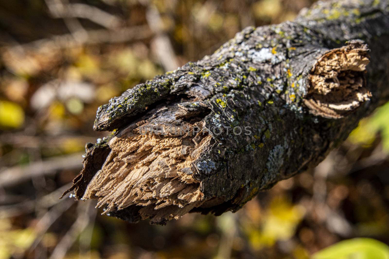 Broken, large tree branch, close up, against background of autumn leaves