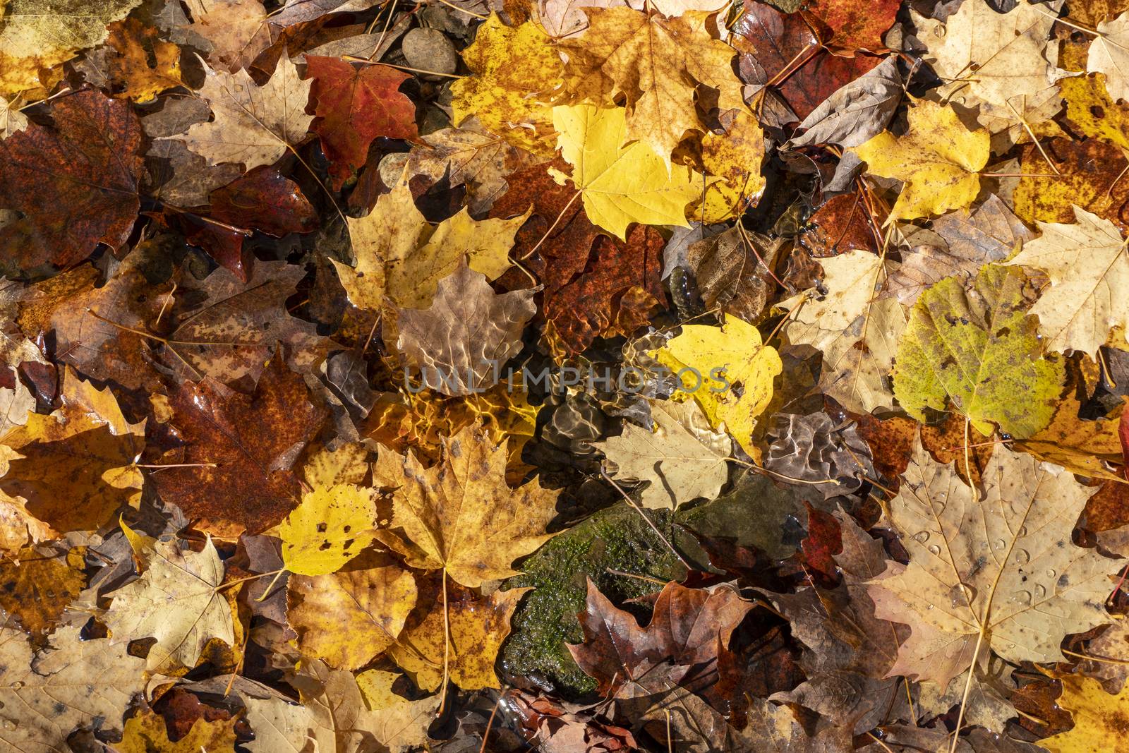 Autumn colored maple leaves covered a small, mountain stream and it made its way