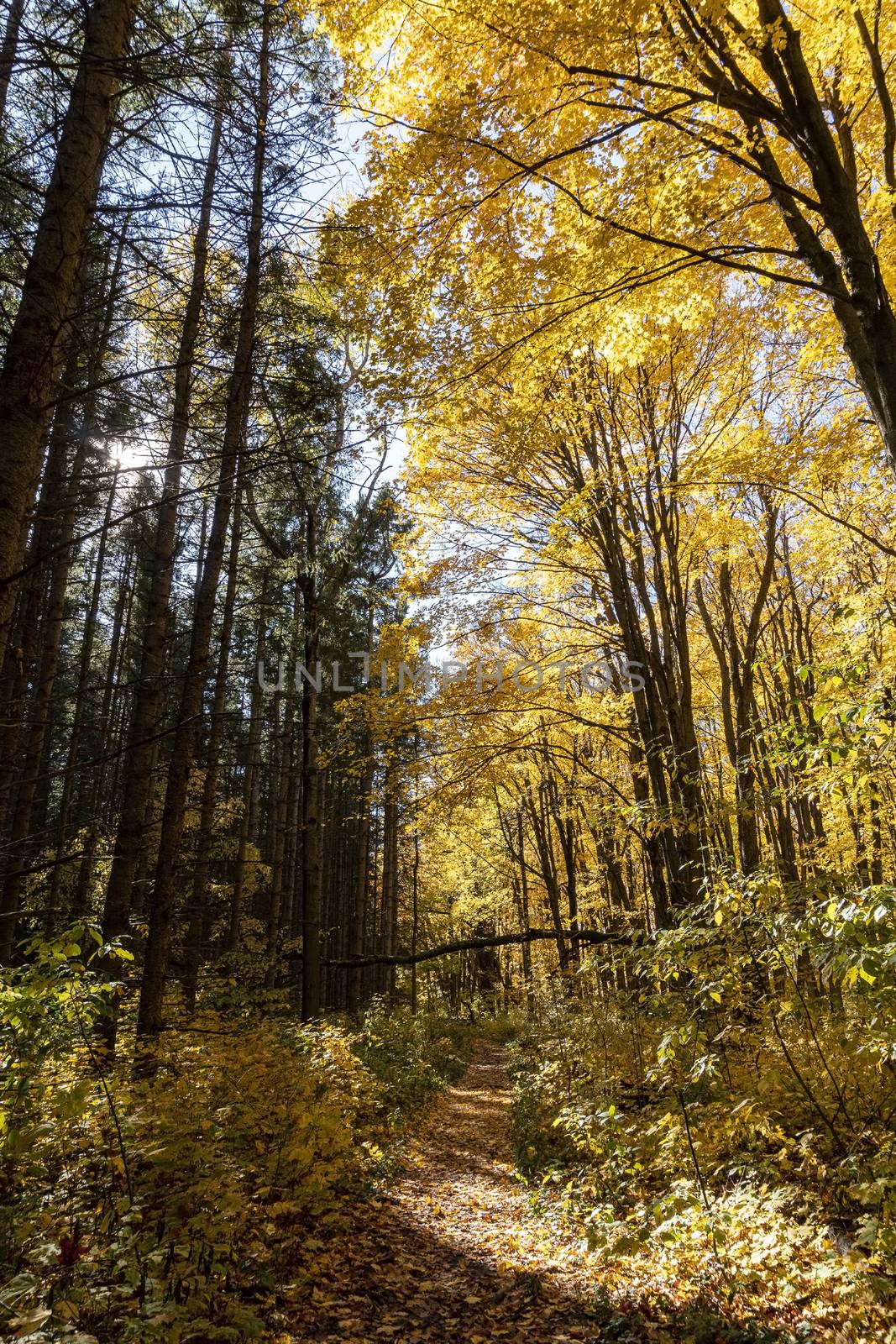 October came and the forests were donning an ornate gold outfit

In October, it's time for trees to change their outfit from green to gold.