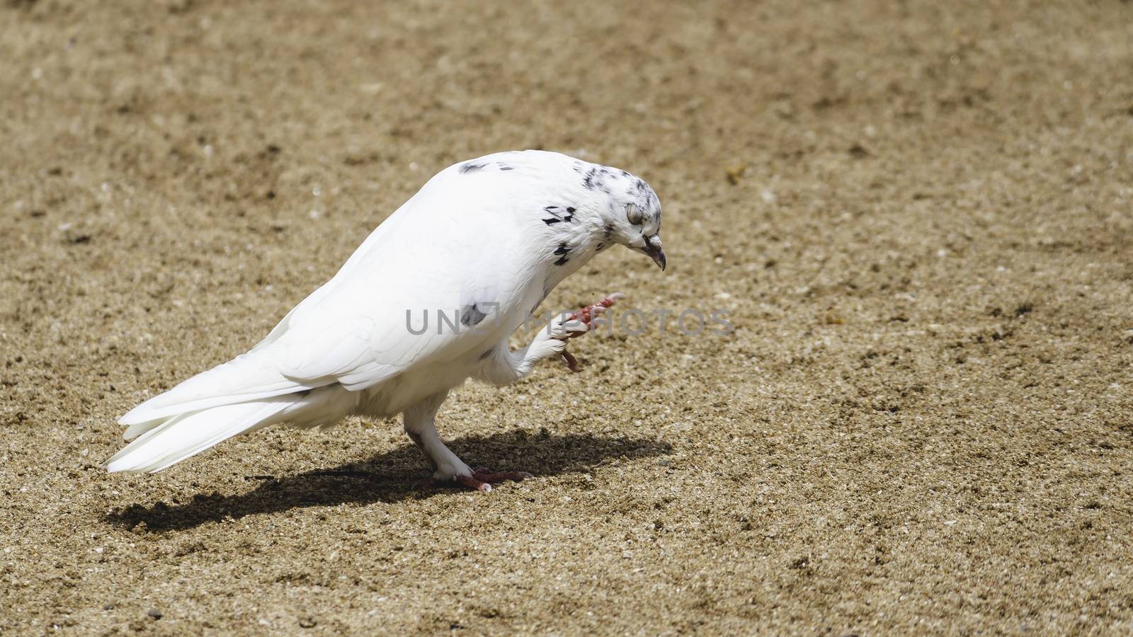 symbol of hope and peace White pigeon pose for portraiture eyes closed itching her face by nilanka