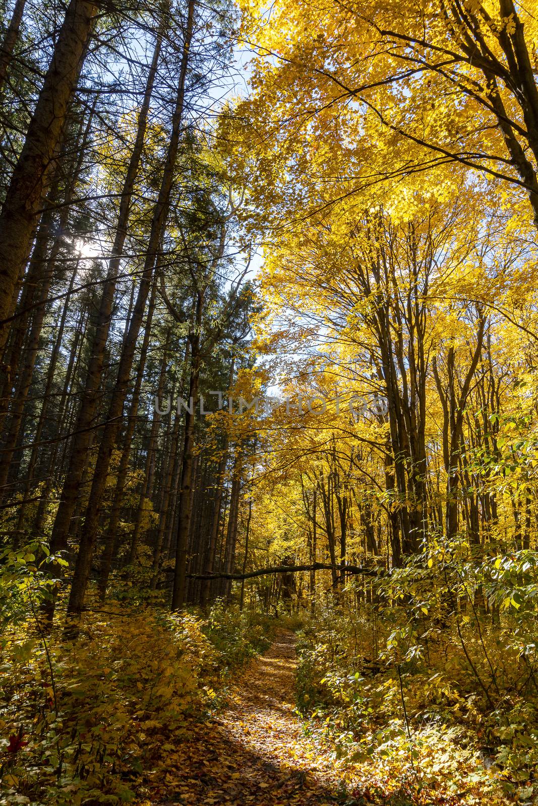 Road in the golden forest_ by ben44