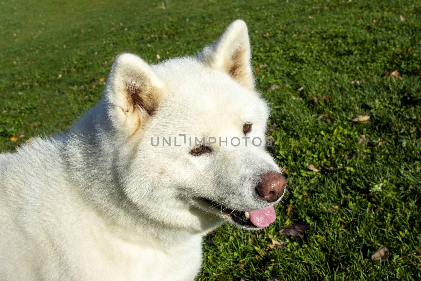 White dog on green grass by ben44