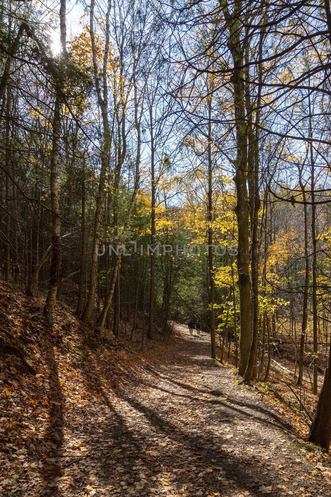 Walk along a forest road on a warm sunny day by ben44