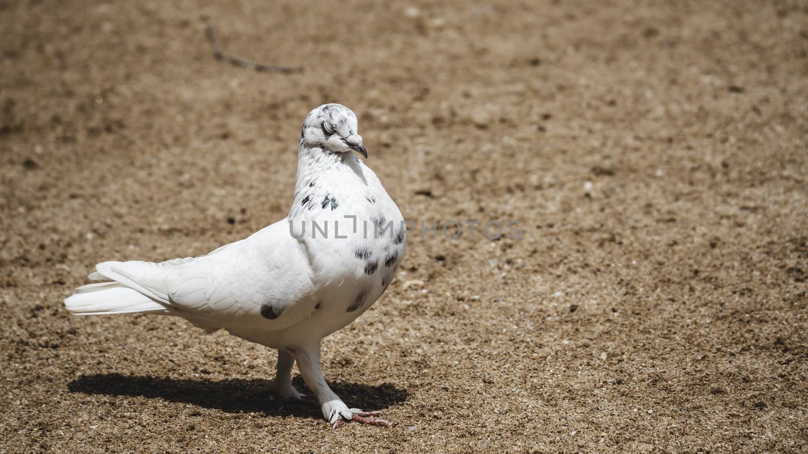 symbol of hope and peace White pigeon pose for portraiture eyes half closed by nilanka