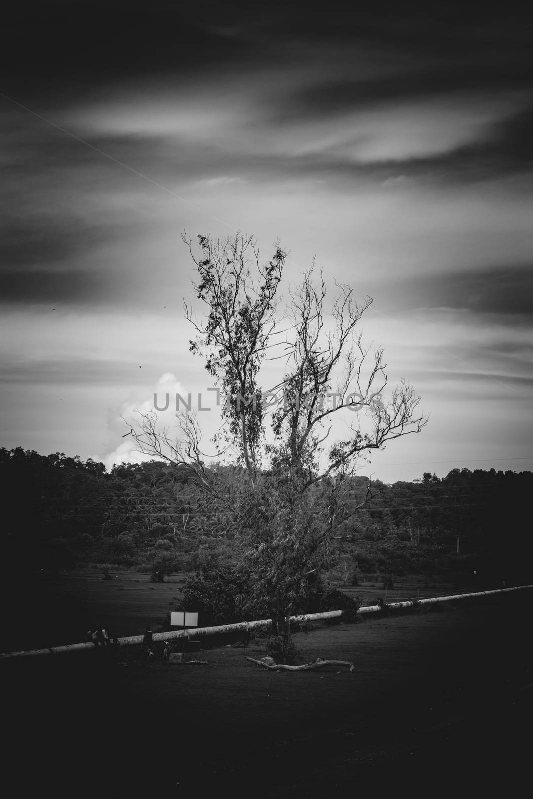 Isolated tree black and white photograph