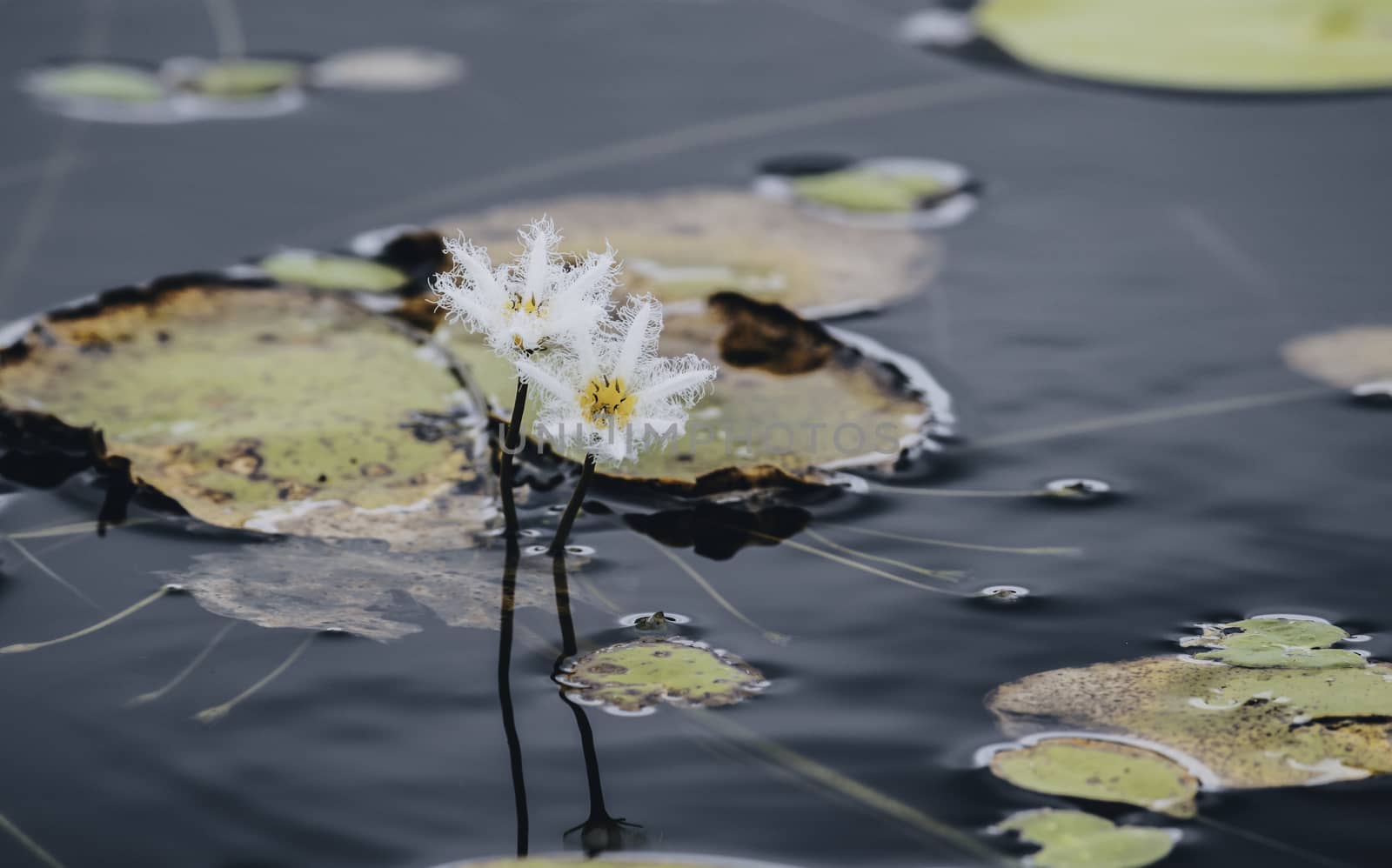 Nymphoides aquatic flowering plants well known as kumudu flowers in Hiyare Reservoir by nilanka