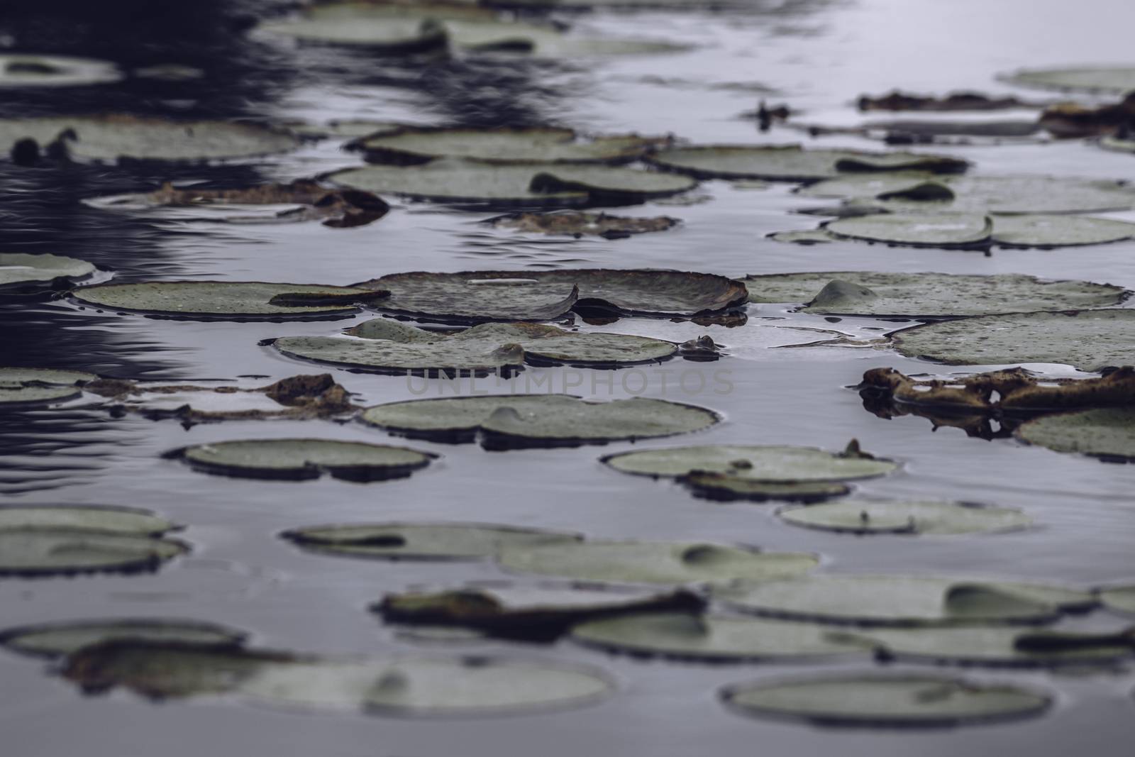 dark moody water and the lotus leaves before the heavy rain