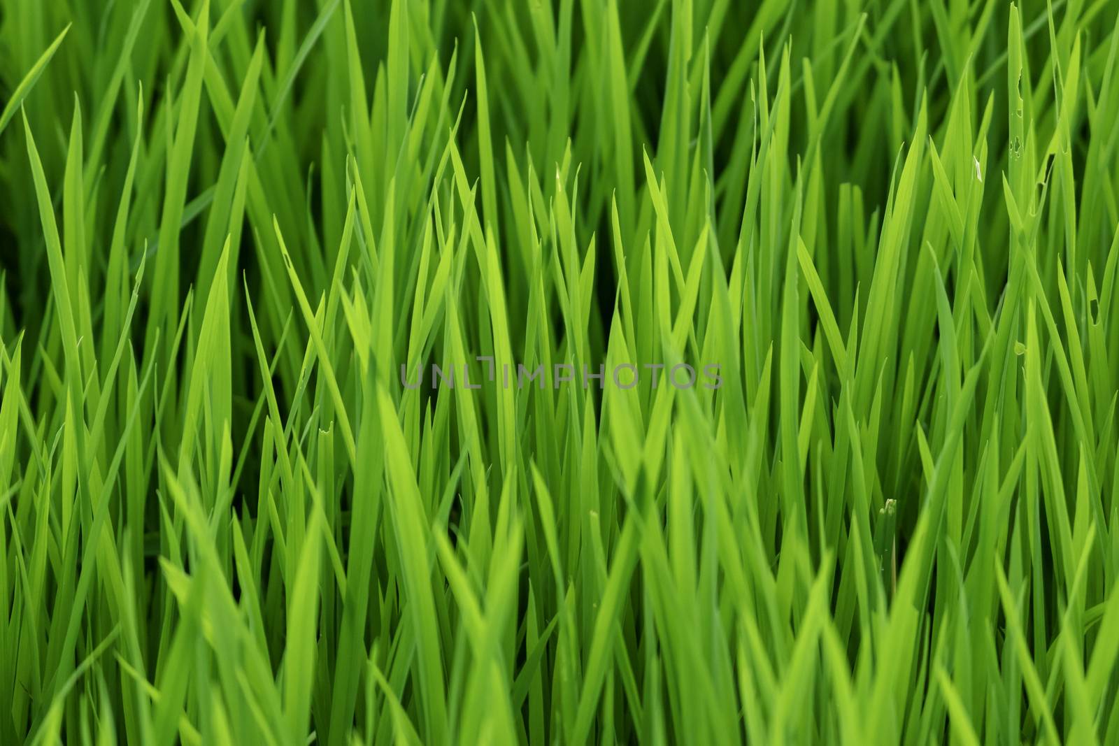 Rice plant green leaves foliage photograph