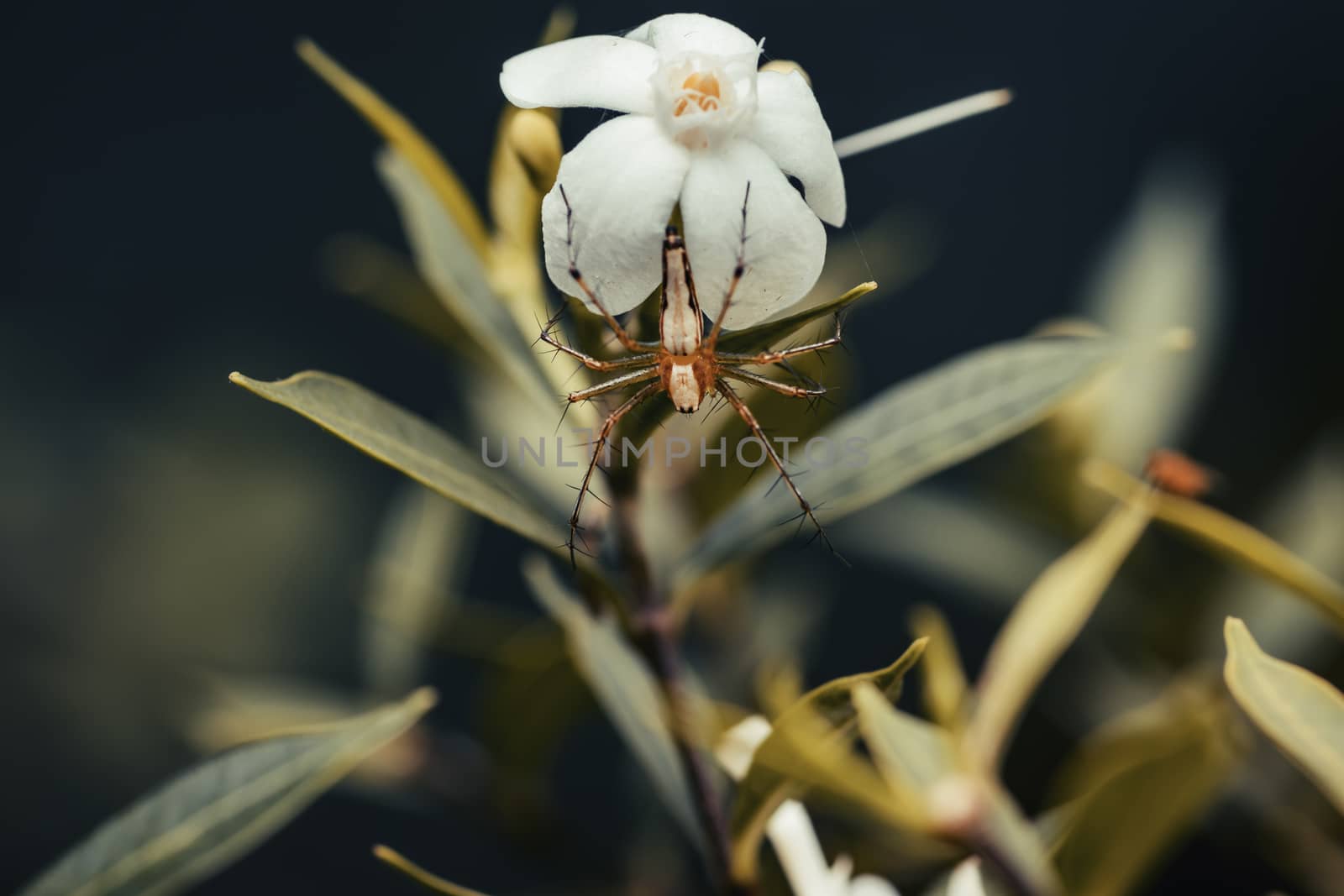 Orange colored small spider bug hangs on white flower by nilanka