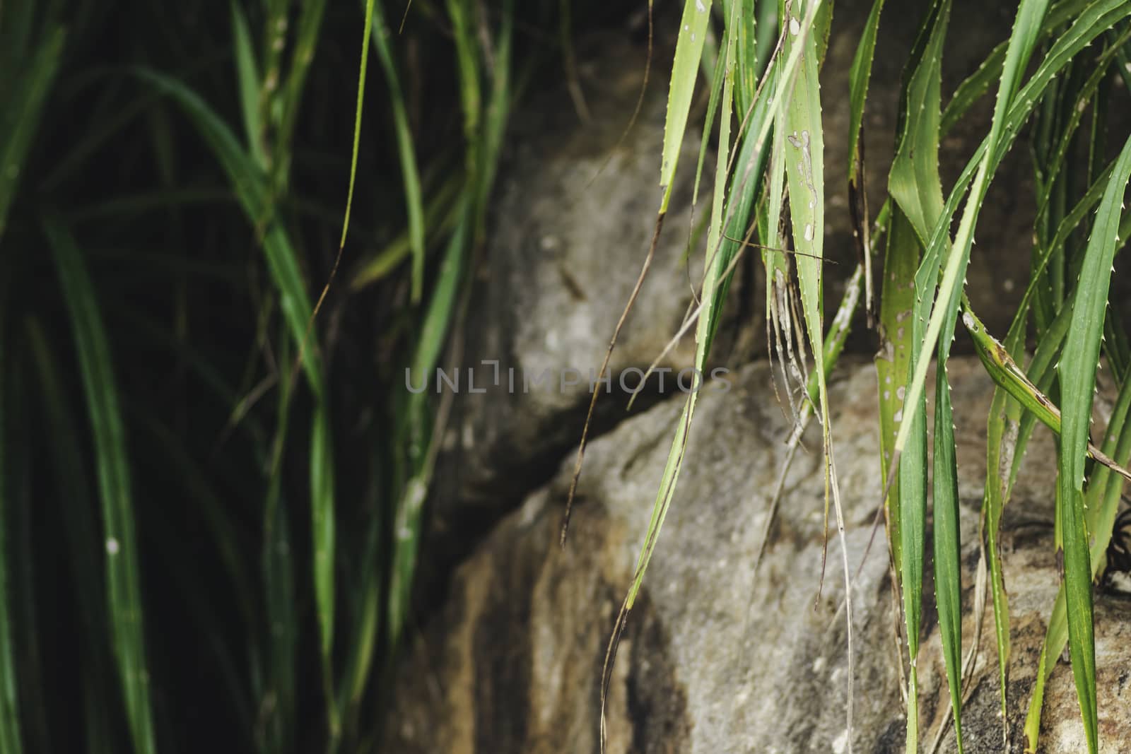 Pandanus tree leaves and rock formation on sandy beach