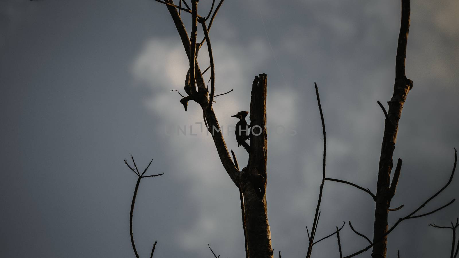 Woodpecker silhouette in the evening sun light hits tall tree branches by nilanka