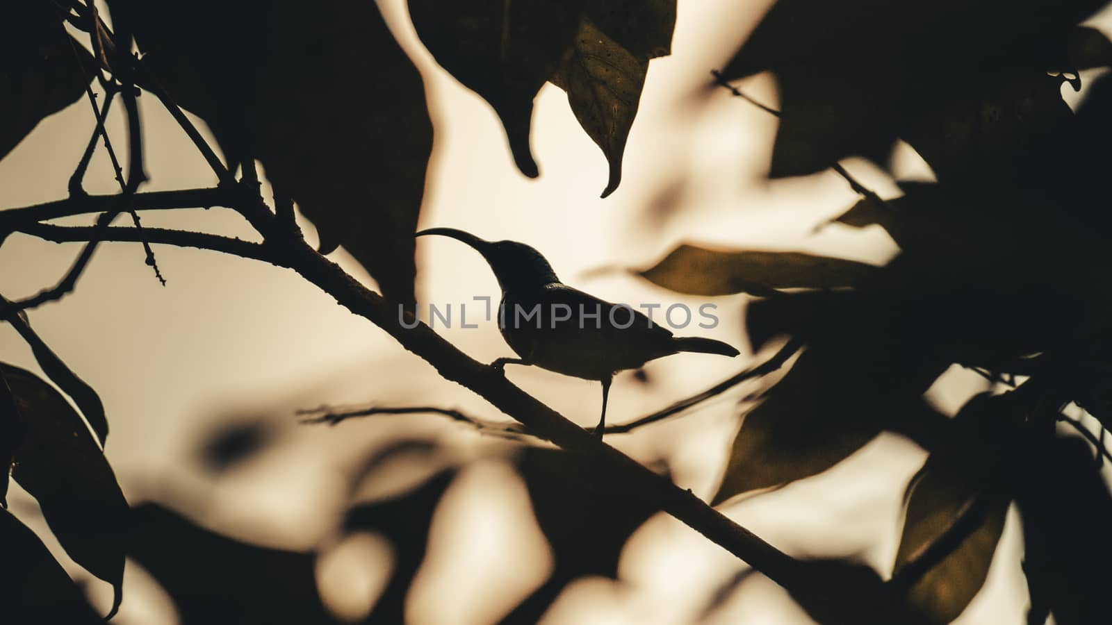 Loten's sunbird silhouette foliage evening photograph by nilanka