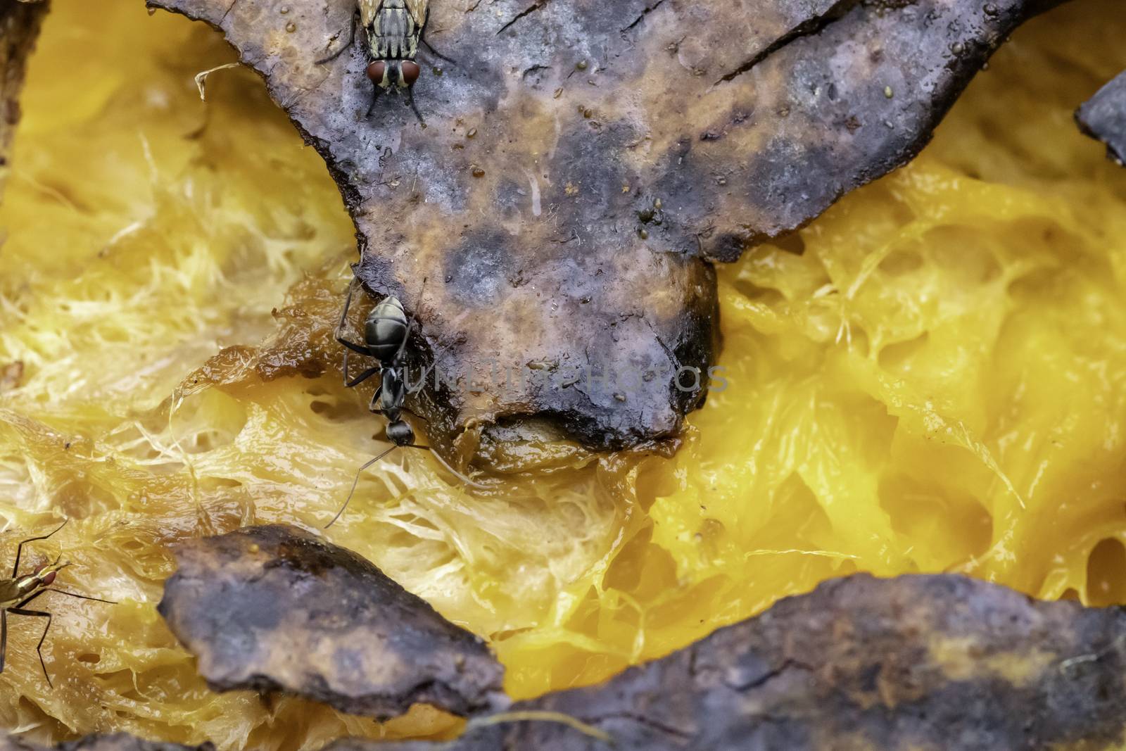 Black ant eats a rotten mango macro closeup