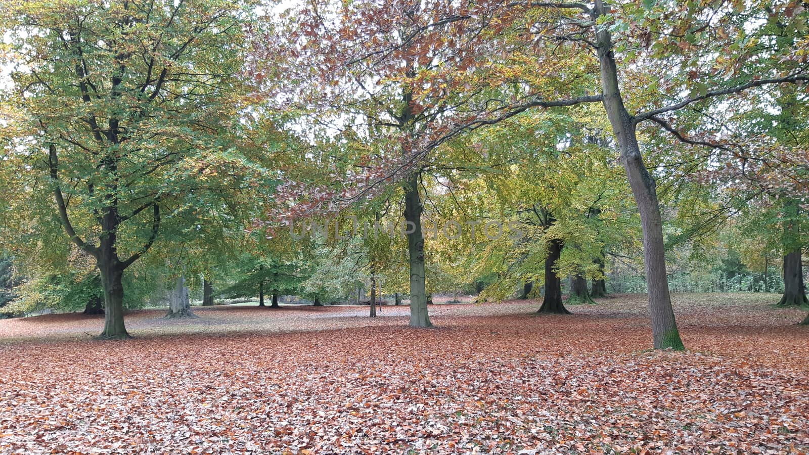 Autumn in the park, with leafs on the ground en trees in seasonal colors by kb79