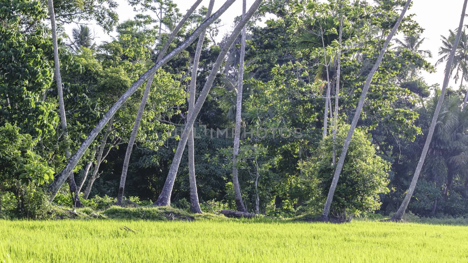 landscape photograph of a Coconut trees and paddy field village by nilanka