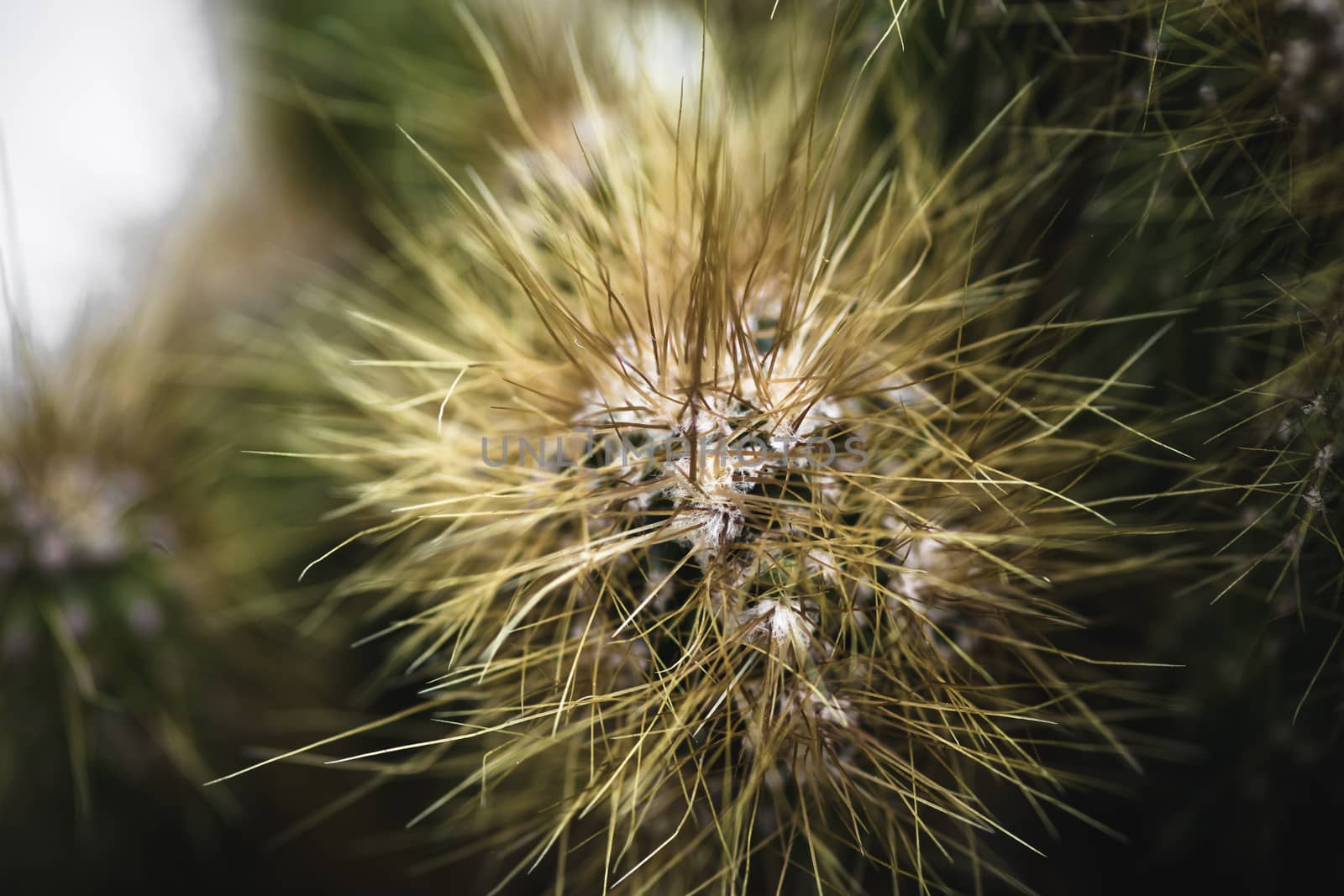 Cactus plants and its sharp needles close up micro photograph by nilanka