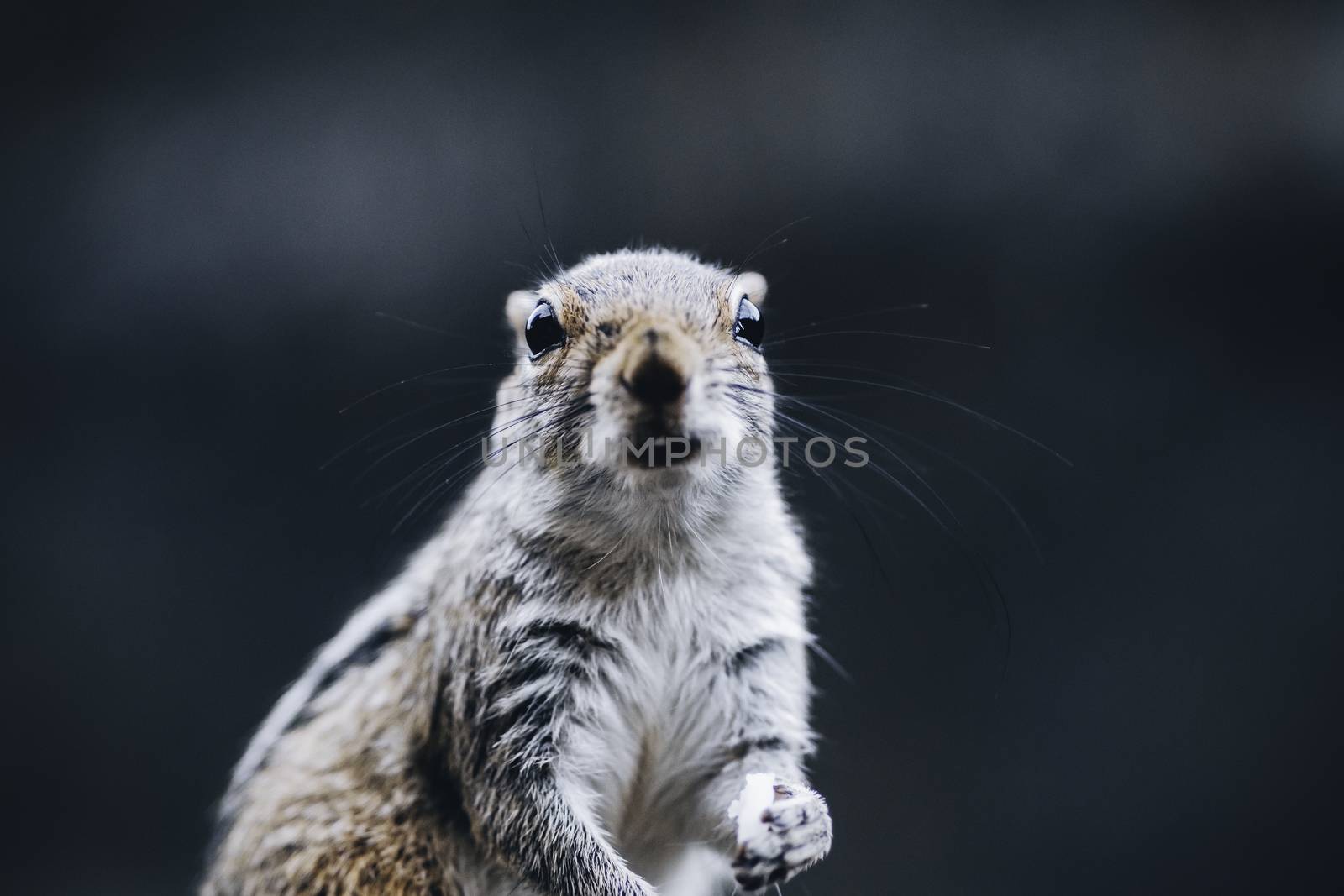 Curious looking female squirrel looking forward right at the camera by nilanka