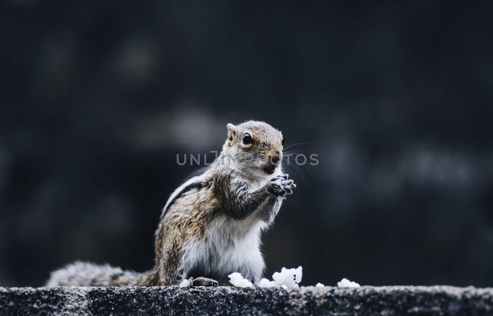 female squirrel sit up and eat rice by both hands by nilanka