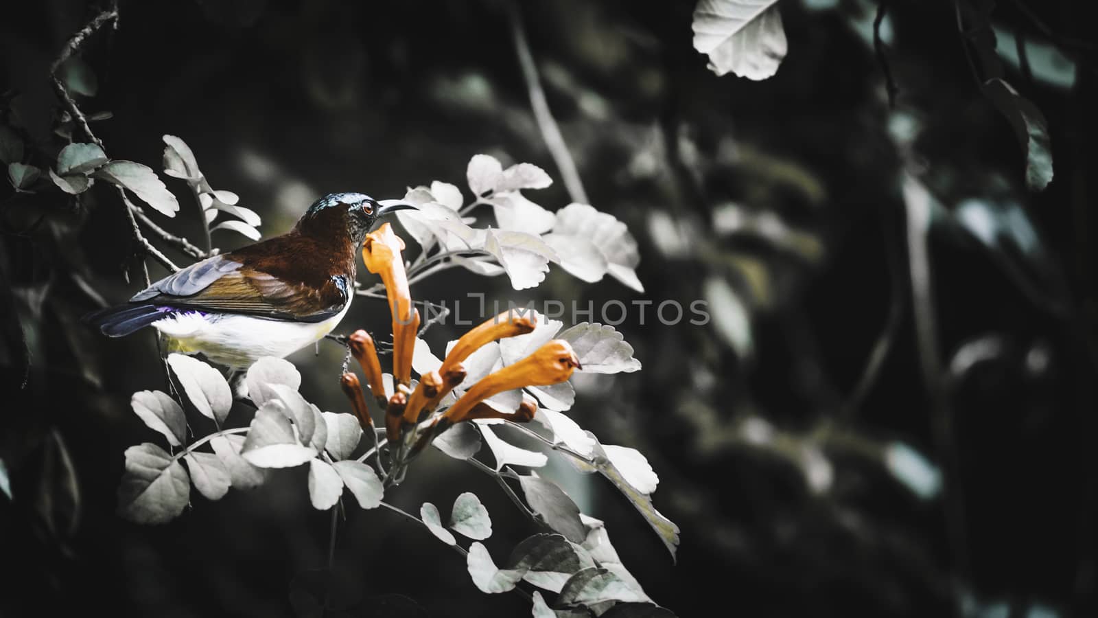 Purple Rumped sunbird with flowers close up photograph