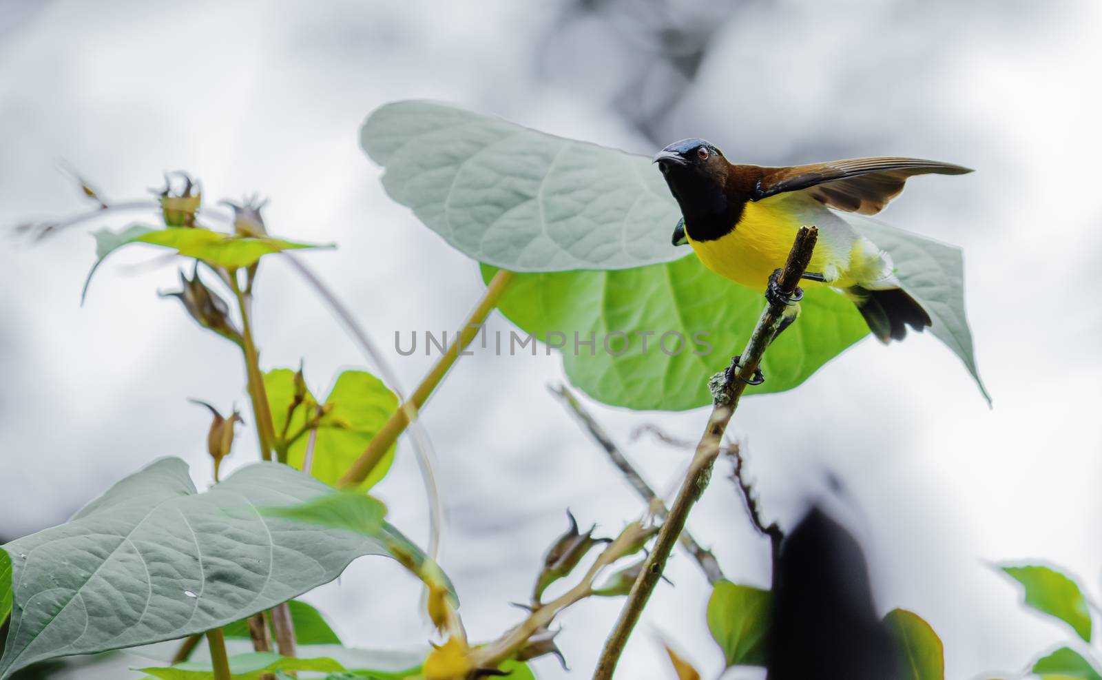 Purple Rumped sunbird ready to take off