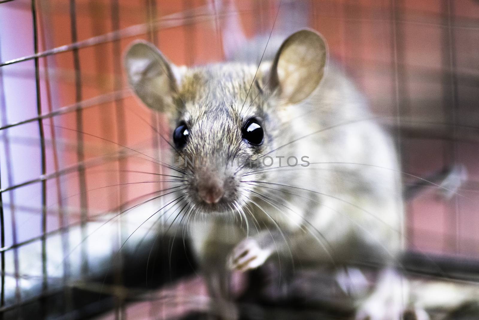 rat trapped in a rat trap cage and looking innocent