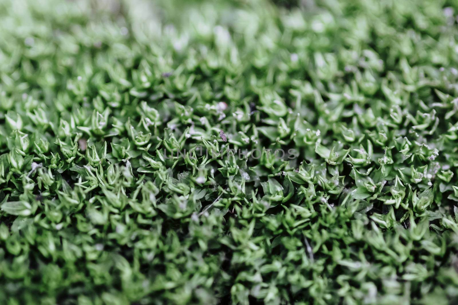 Green Moss on a rock closeup macro by nilanka