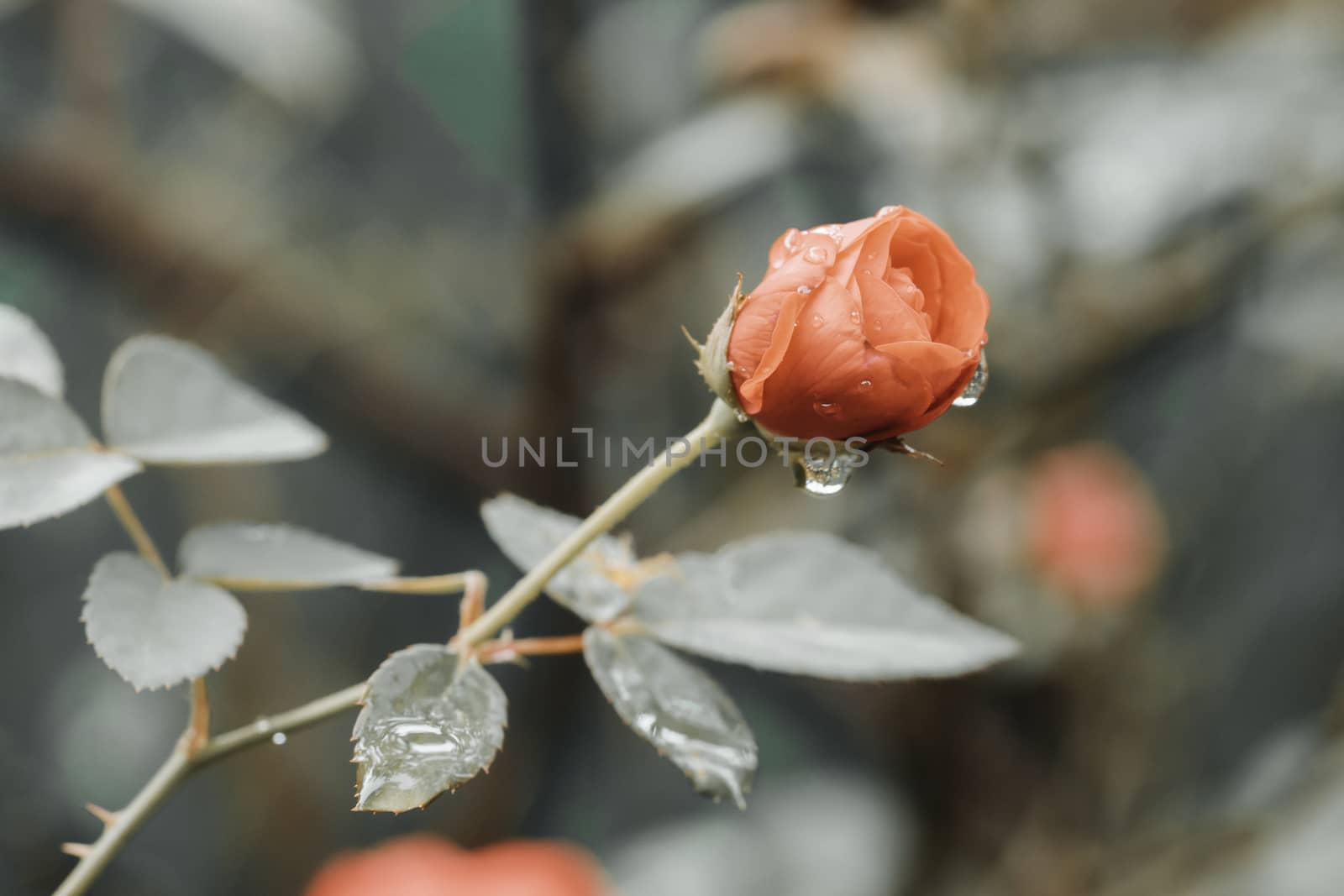 Isolated rose flower bud blooming in the morning from side closeup