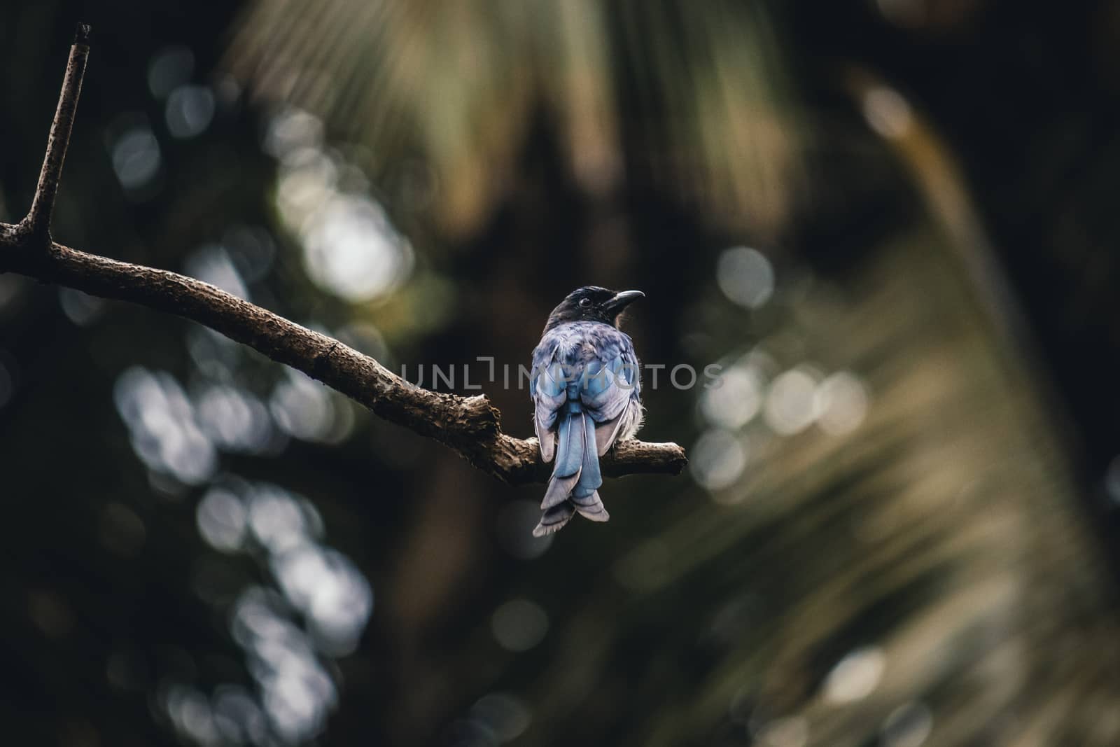 Sri lanka bird crested drongo is looking for a pray sitting in the branch soft background