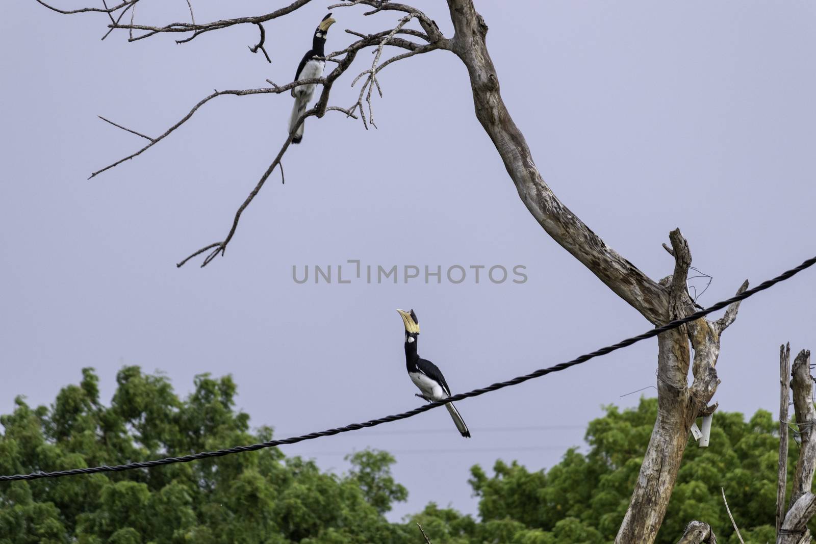 Great Hornbill Bird on a telephone cable about to jump to branch by nilanka