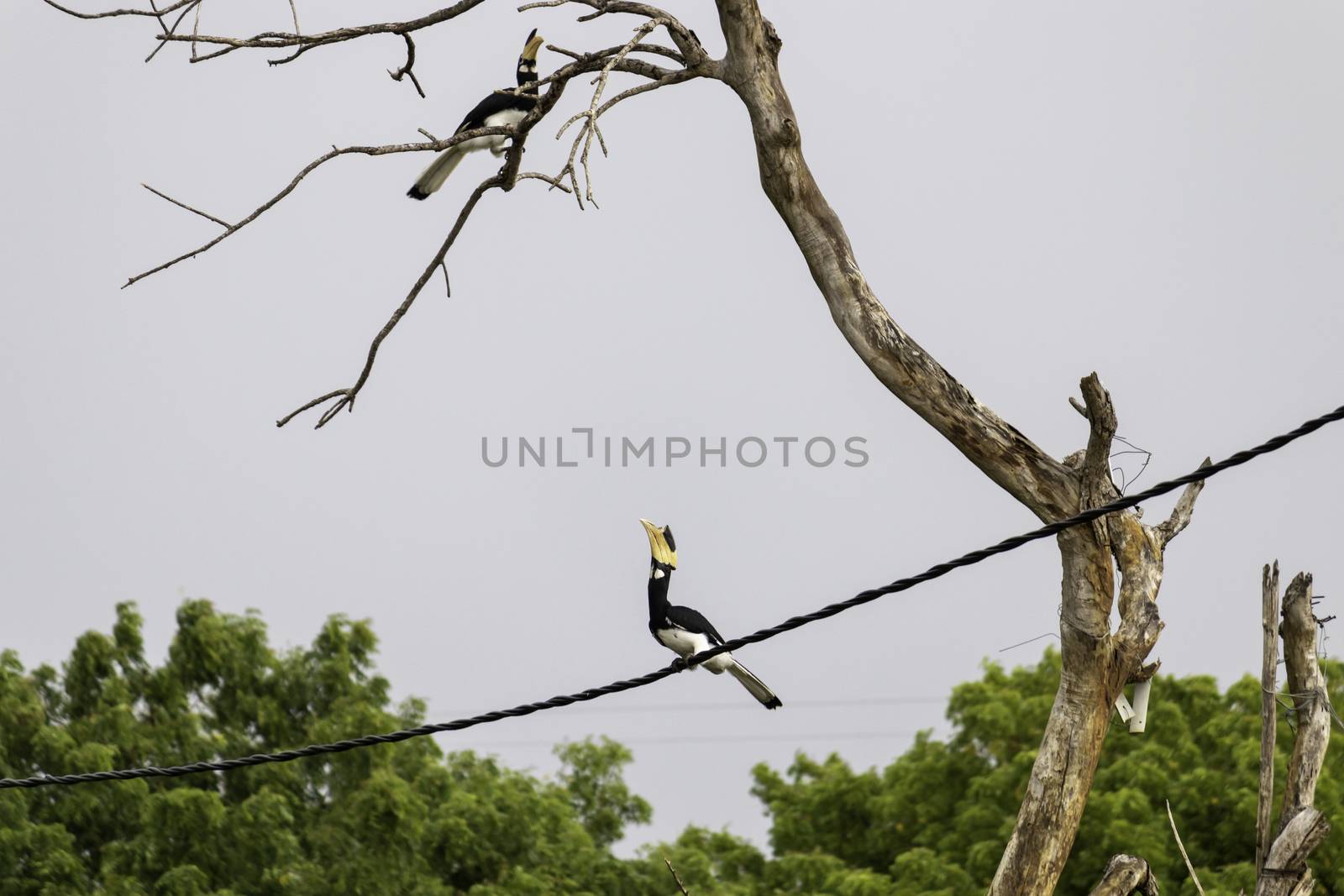 Great Hornbill Bird on a cable about to jump by nilanka