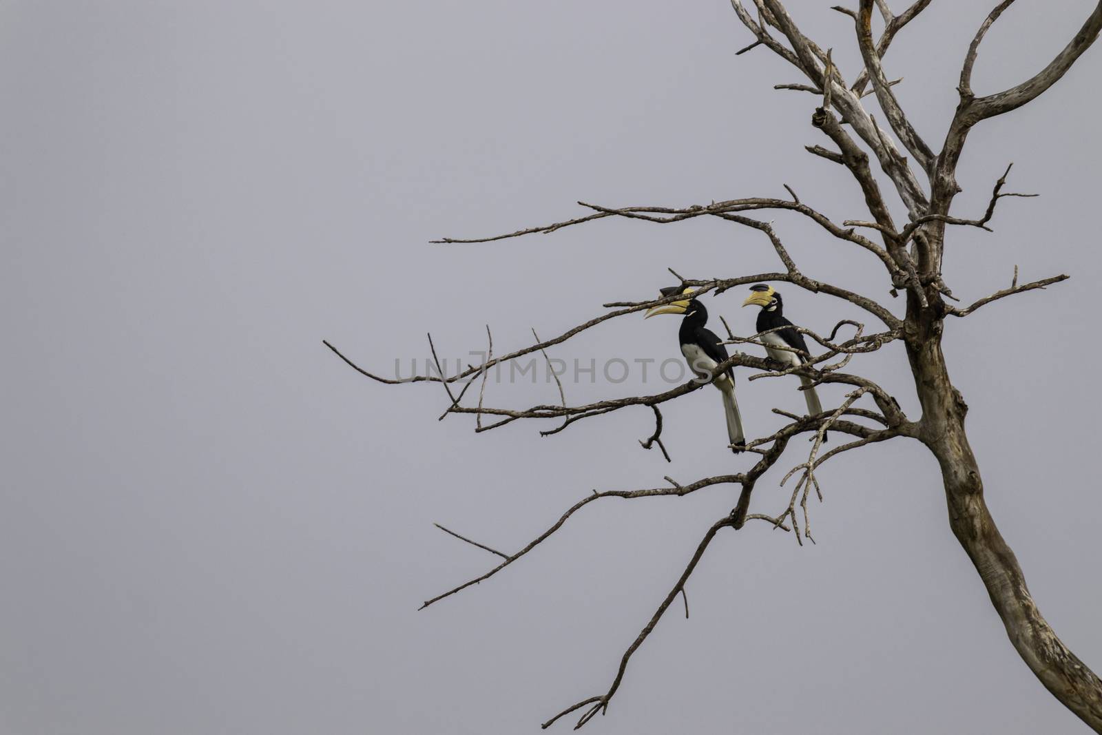 Great Hornbill Bird couple Resting on a dead tree