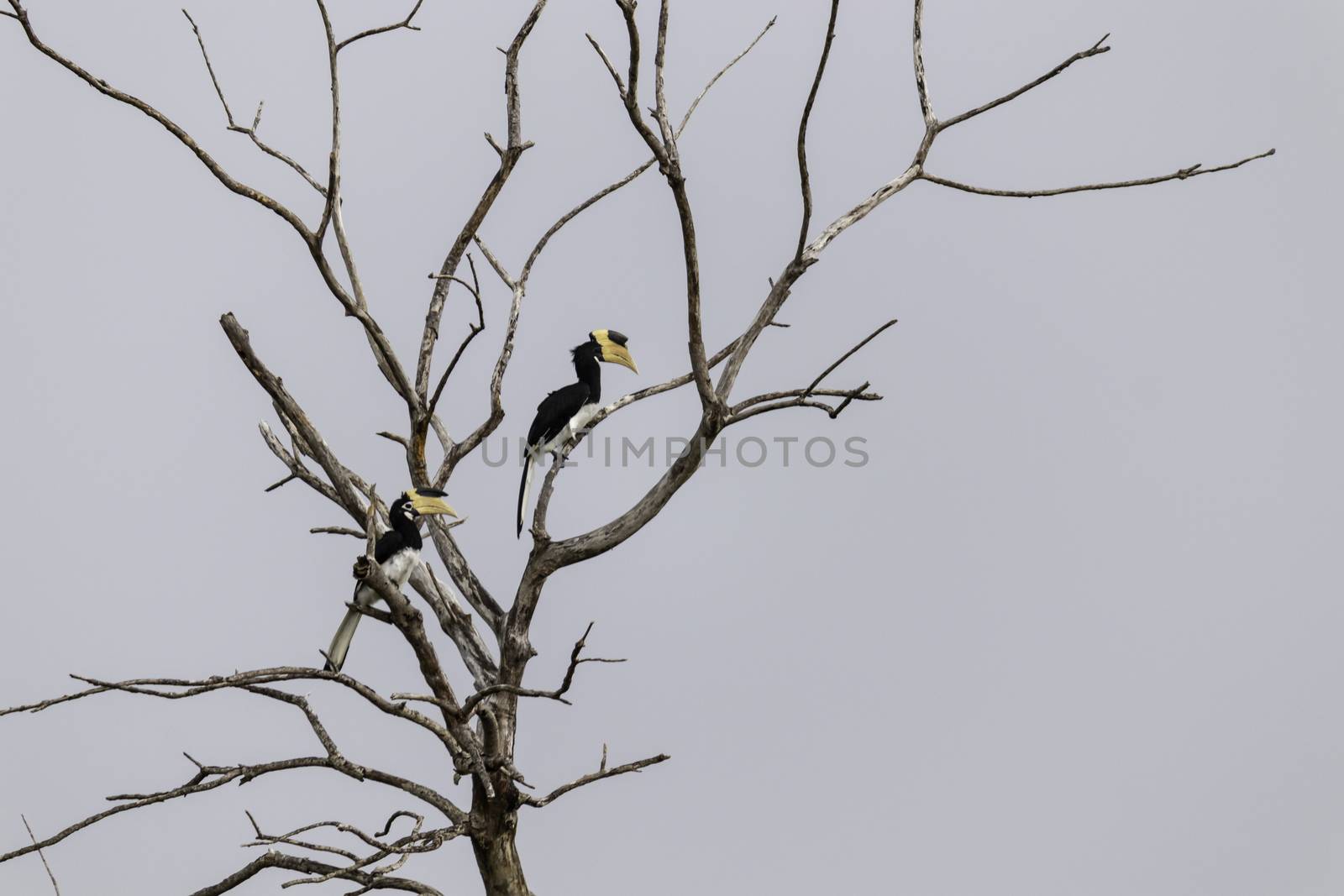 Great Hornbill birds Resting on dead tree