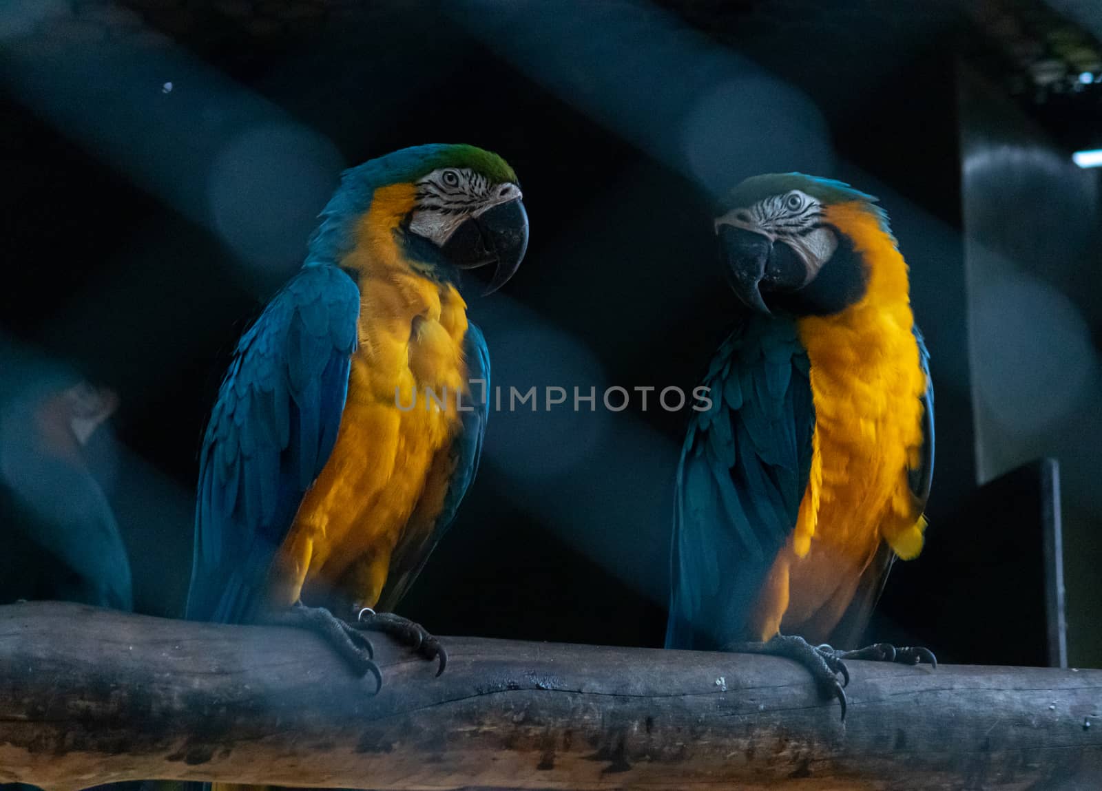 Blue Throated macaw pair looking at each other in dark bird cage by nilanka