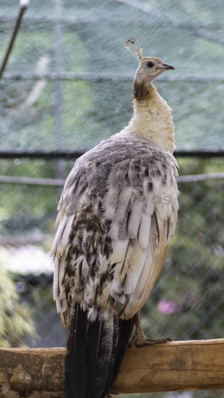 Black Winged Peafowl pose for a beautiful photograph.