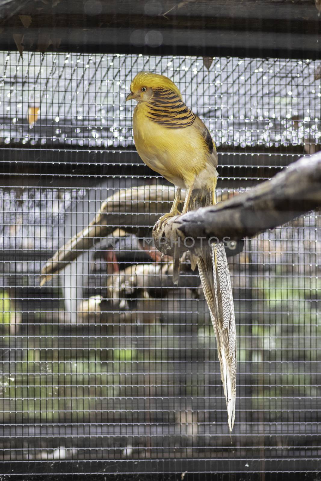 Yellow Peach Pheasant resting on tree branch in a cage by nilanka