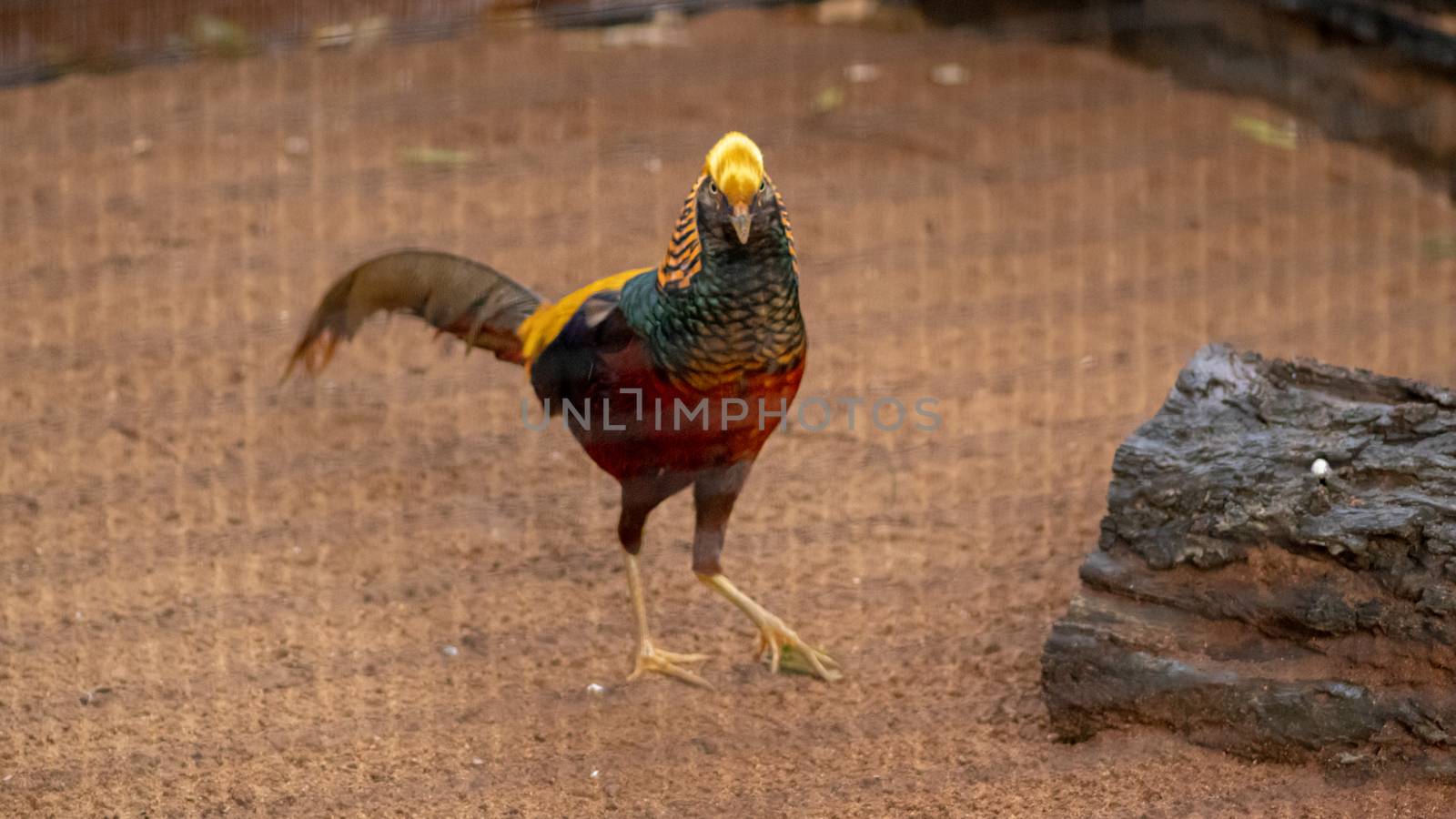 Black Golden Pheasant Take a look at the camera on the ground in its cage by nilanka