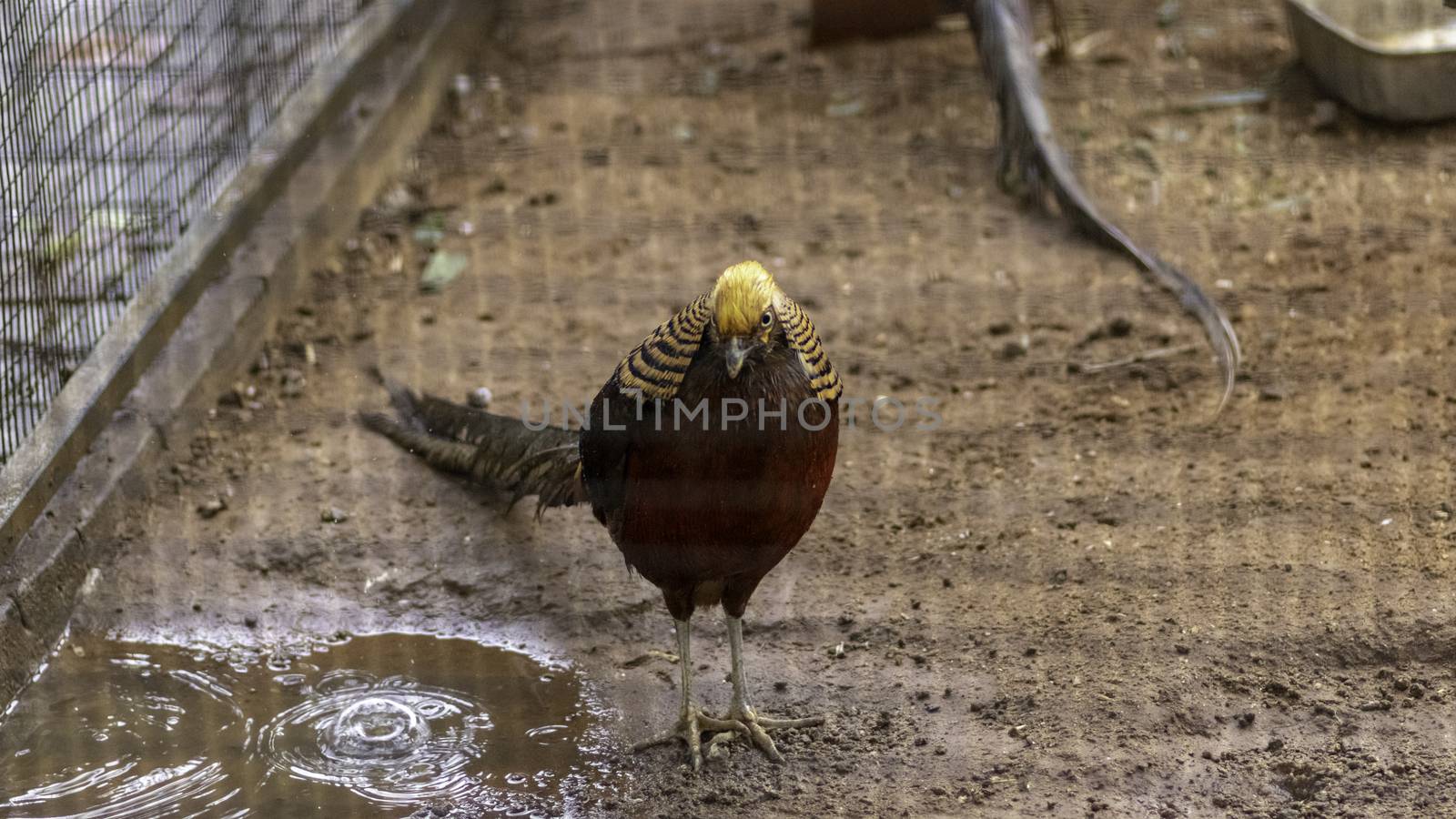 Black Golden Pheasant on ground standing still pose for a photograph by nilanka