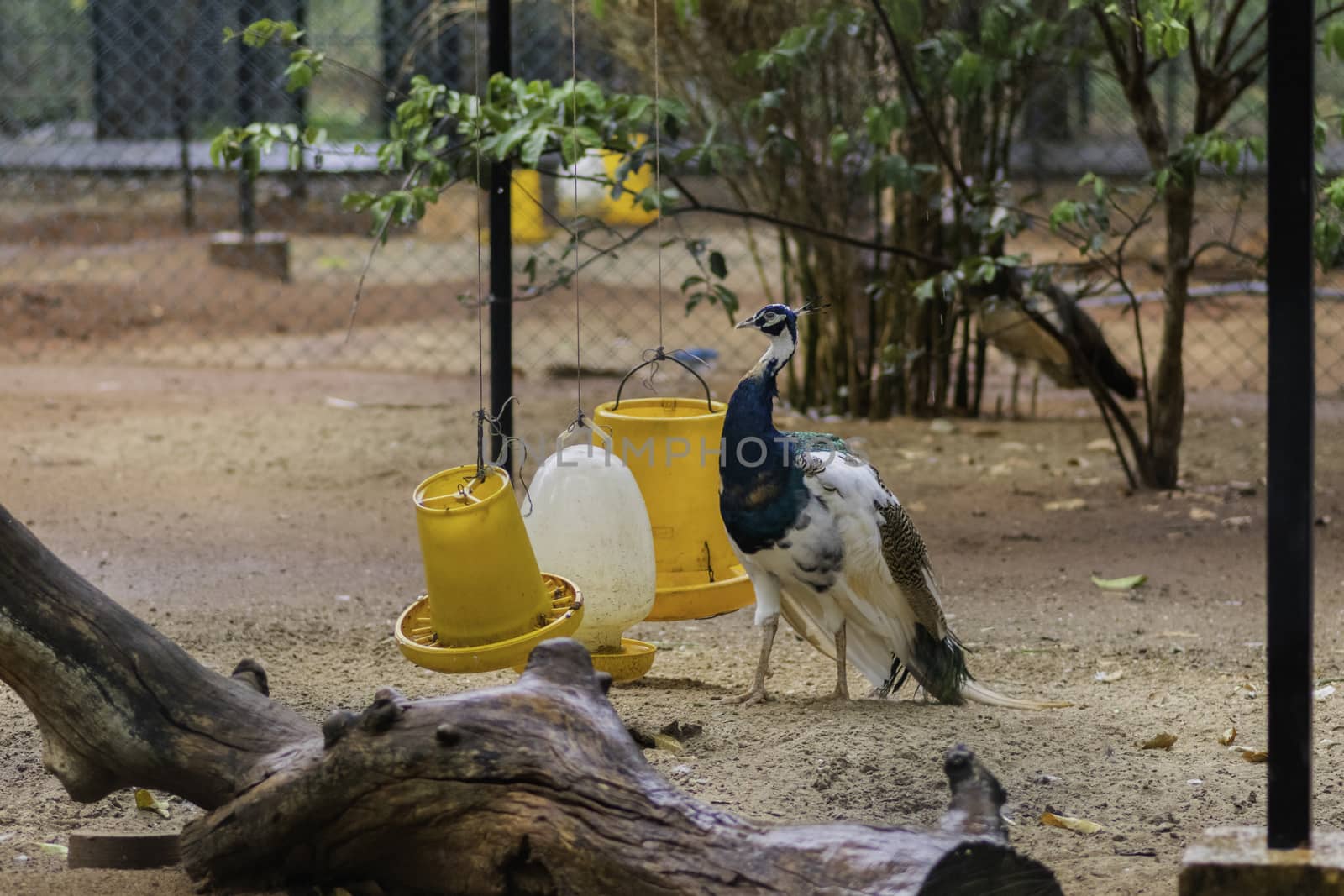 Pied Peacock, Majestic blue and white peacock neck high watchful for surroundings