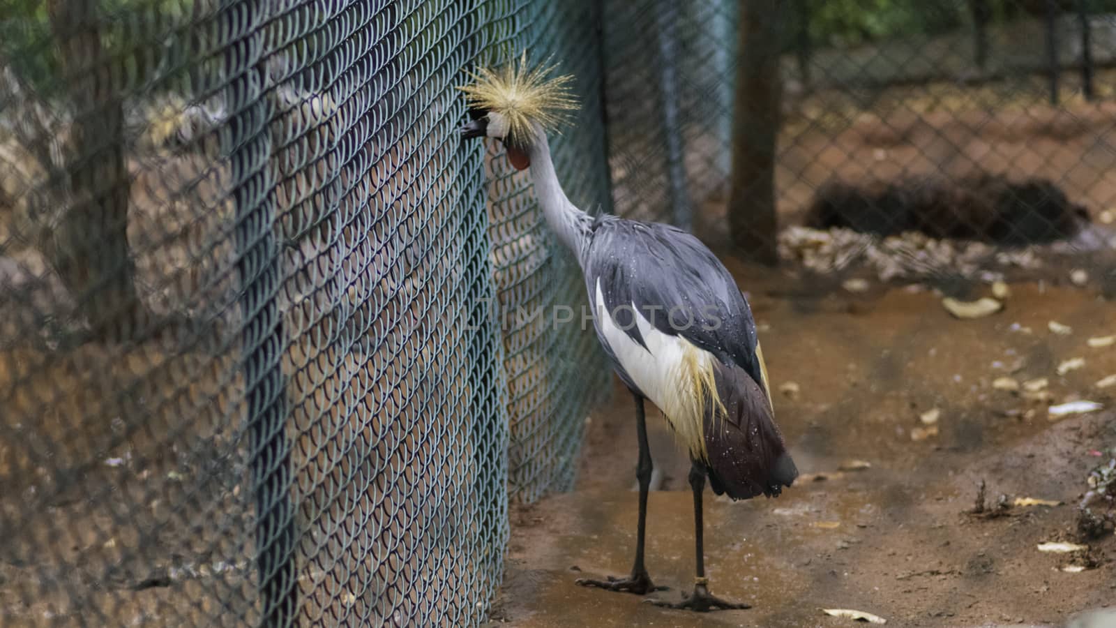 Grey Crowned Crane Close to the fence watching outside in birds park, Hambantota