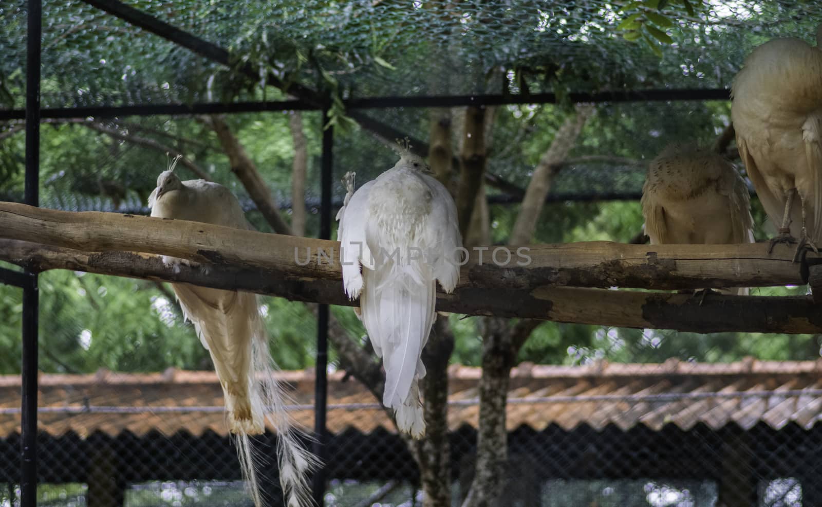 Rare White peacocks resting in the bird park