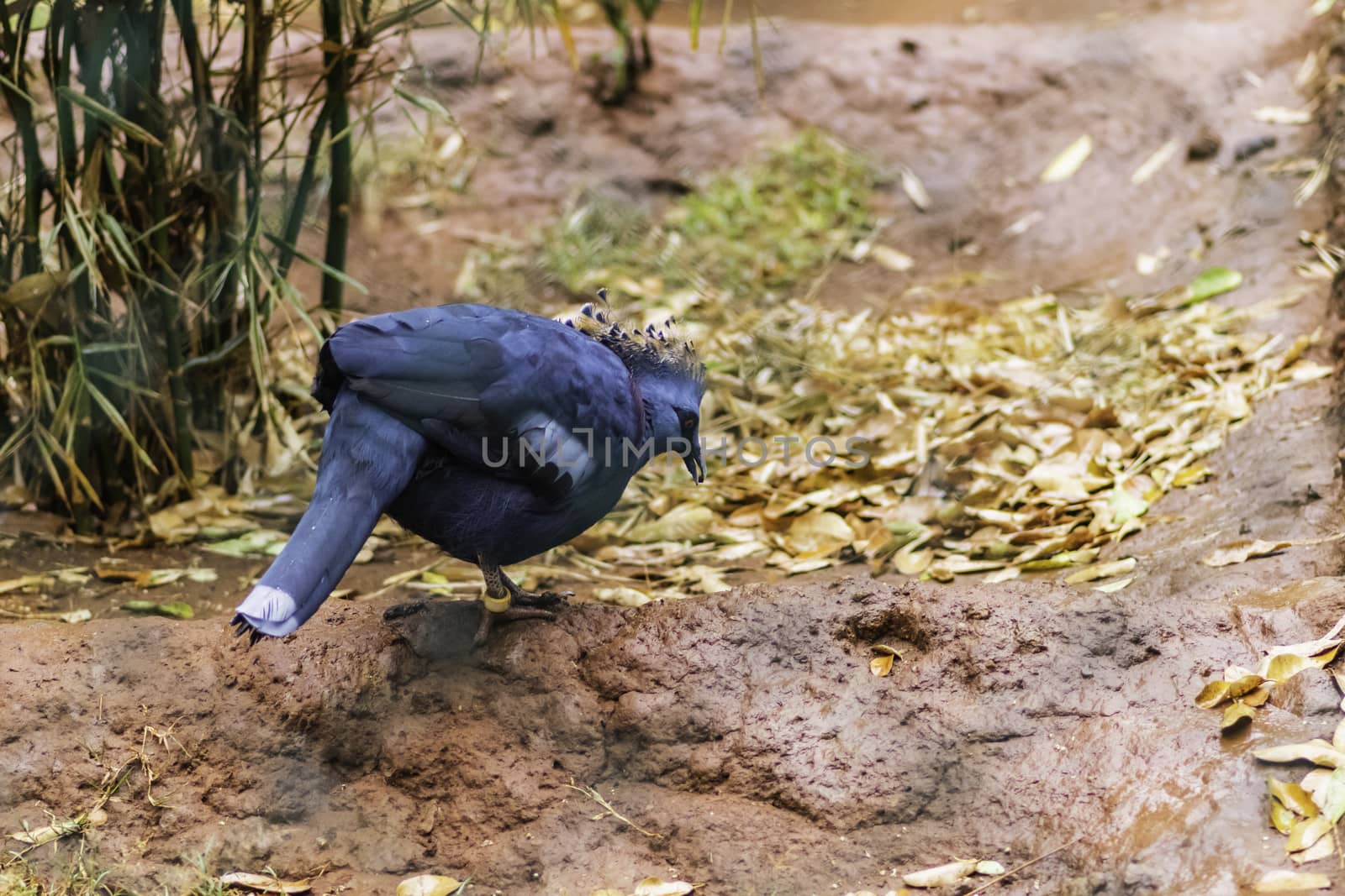 Blue Victoria Crowned Pigeon on the ground searching for food